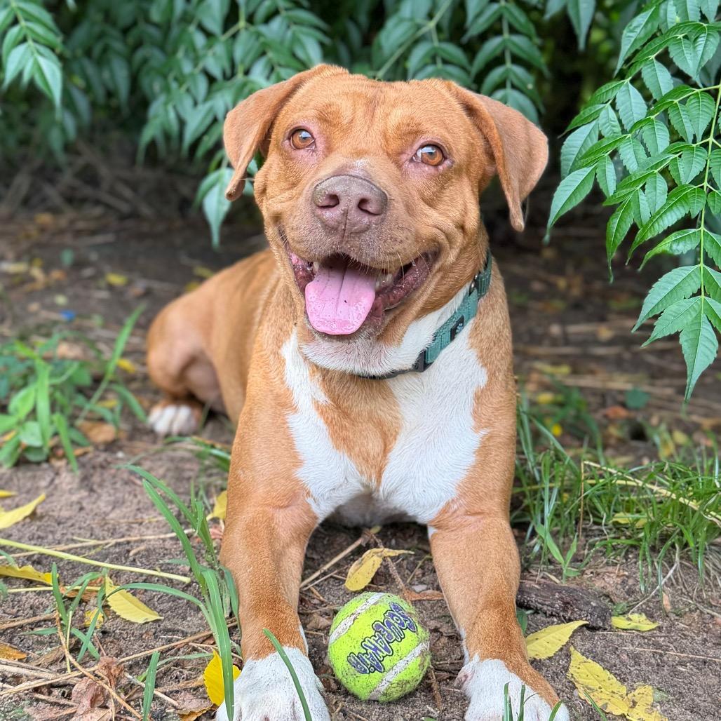 Randall, a Adoptable Mixed Breed in Pensacola, FL image 3/6