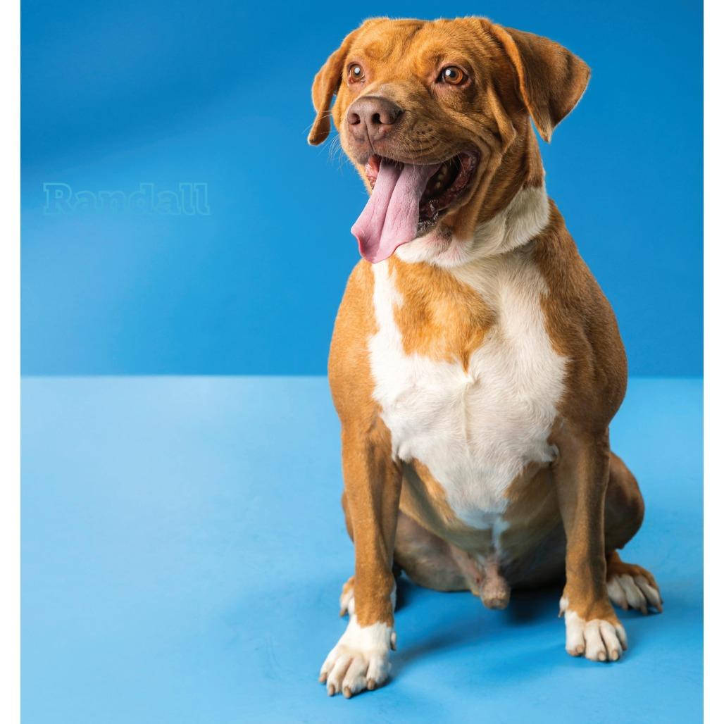 Randall, a Adoptable Mixed Breed in Pensacola, FL image 3/6
