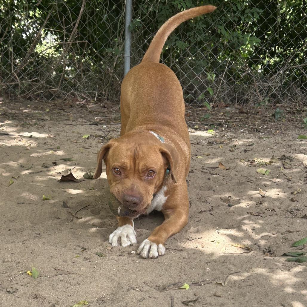 Randall, a Adoptable Mixed Breed in Pensacola, FL image 4/6