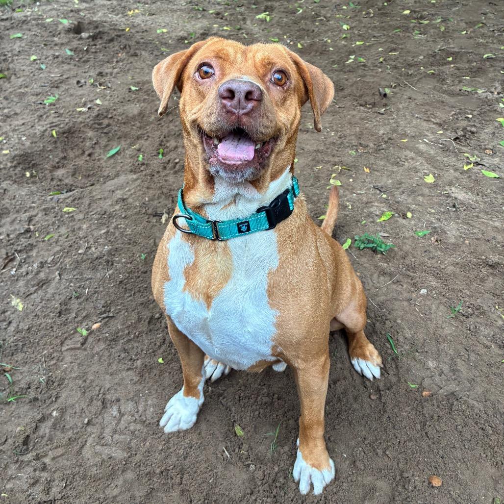 Randall, a Adoptable Mixed Breed in Pensacola, FL image 5/6