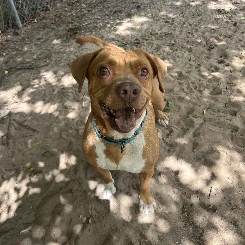 Randall, a Adoptable Mixed Breed in Pensacola, FL image 6/6
