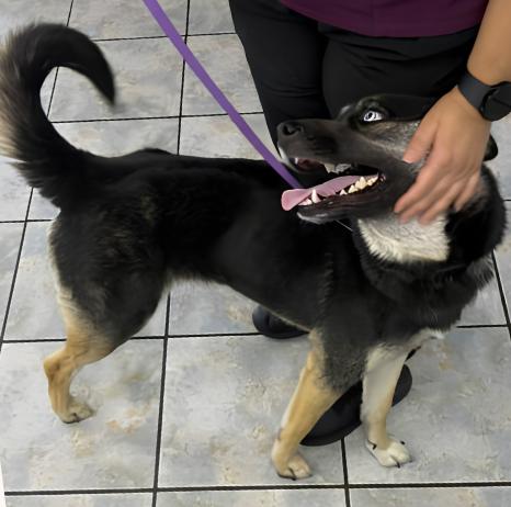 Skye, an adopted mixed breed in Naperville, IL image 4/4