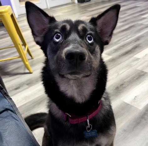 Skye, an adopted mixed breed in Naperville, IL image 1/4