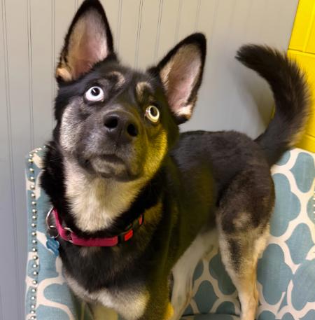 Skye, an adopted mixed breed in Naperville, IL image 2/4