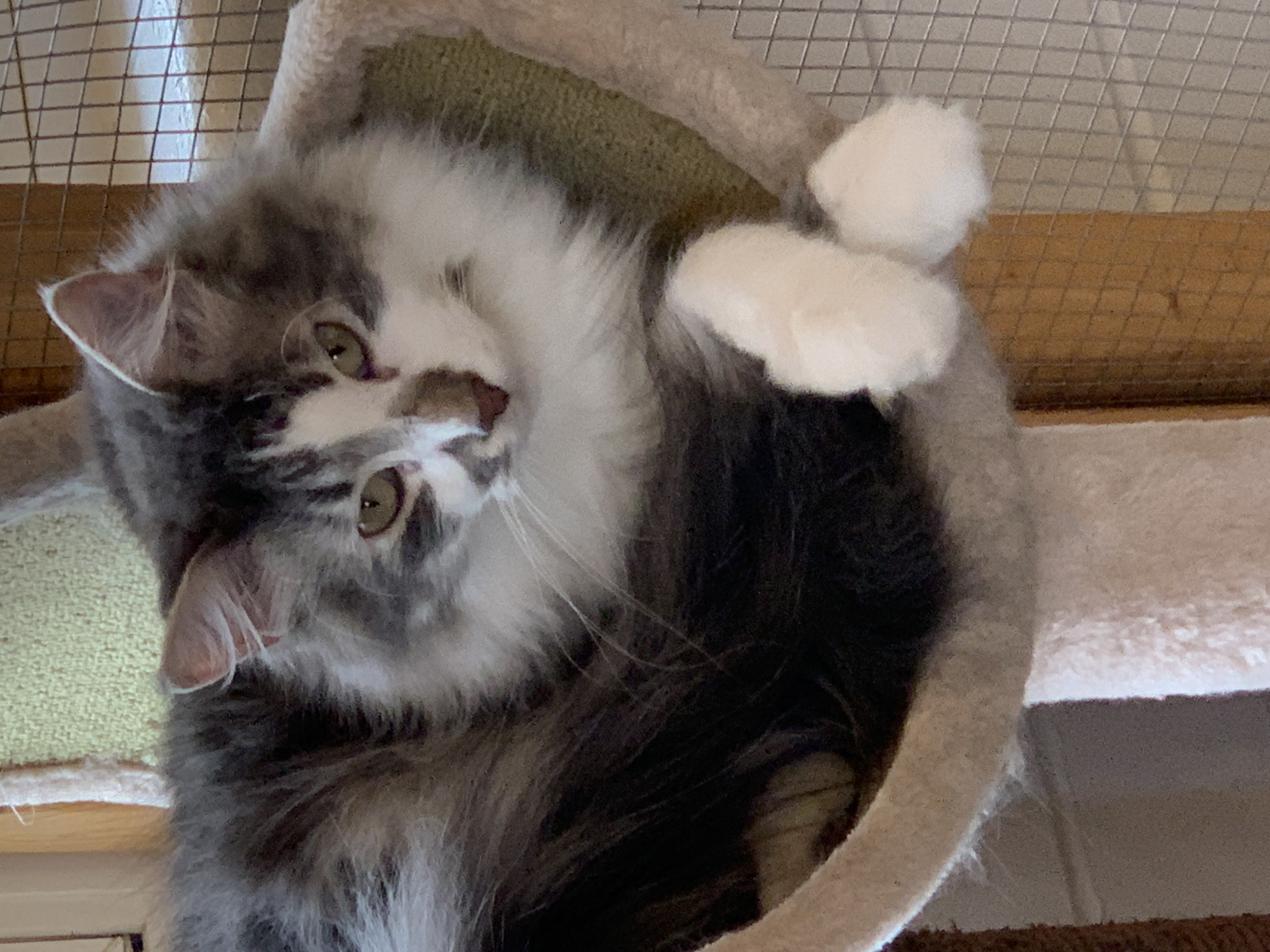 Enlarge Cutie, a Adoptable Domestic Long Hair in Saint Charles, MO image 1/1