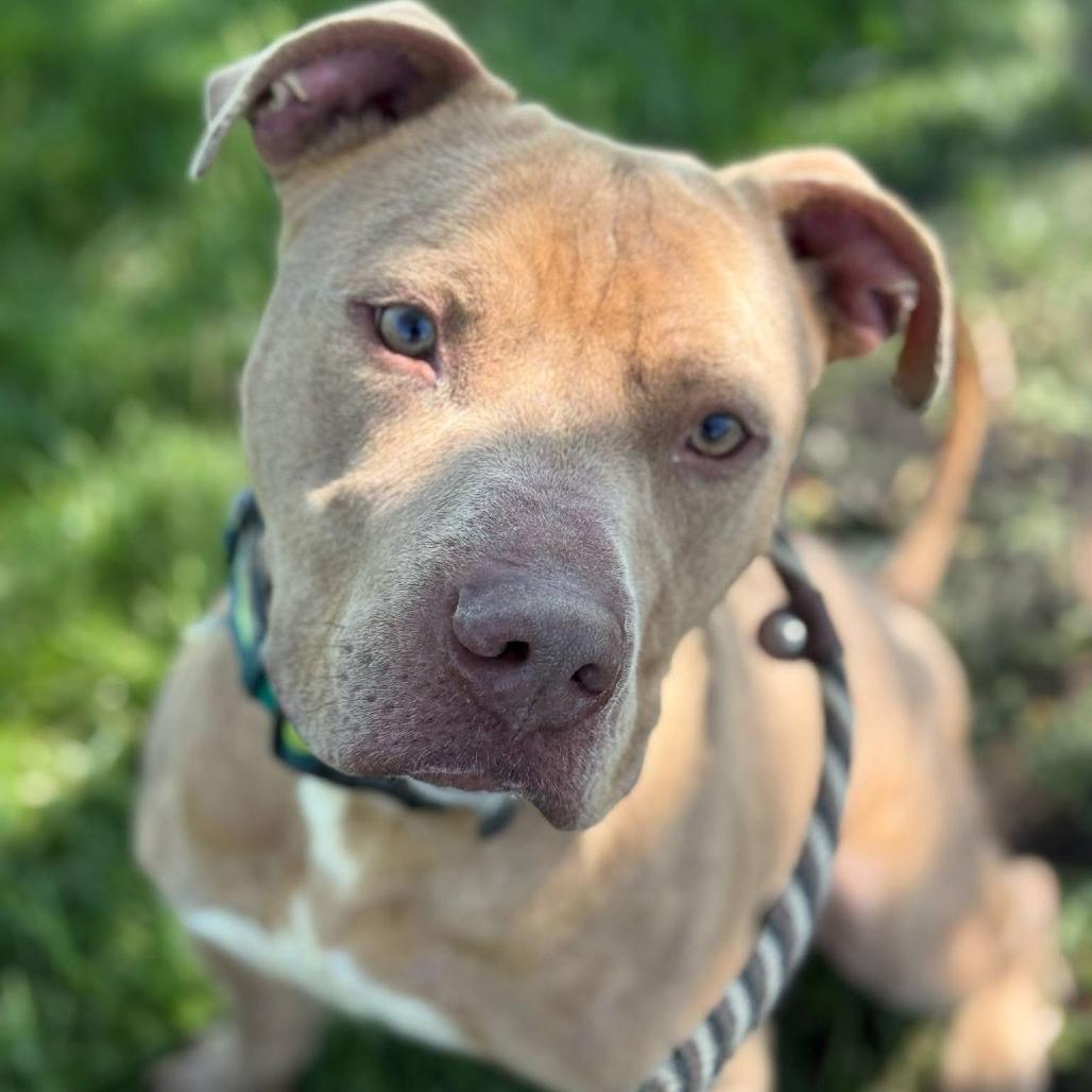 Jalen Carter, Adoptable, Adult Male Pit Bull Terrier.