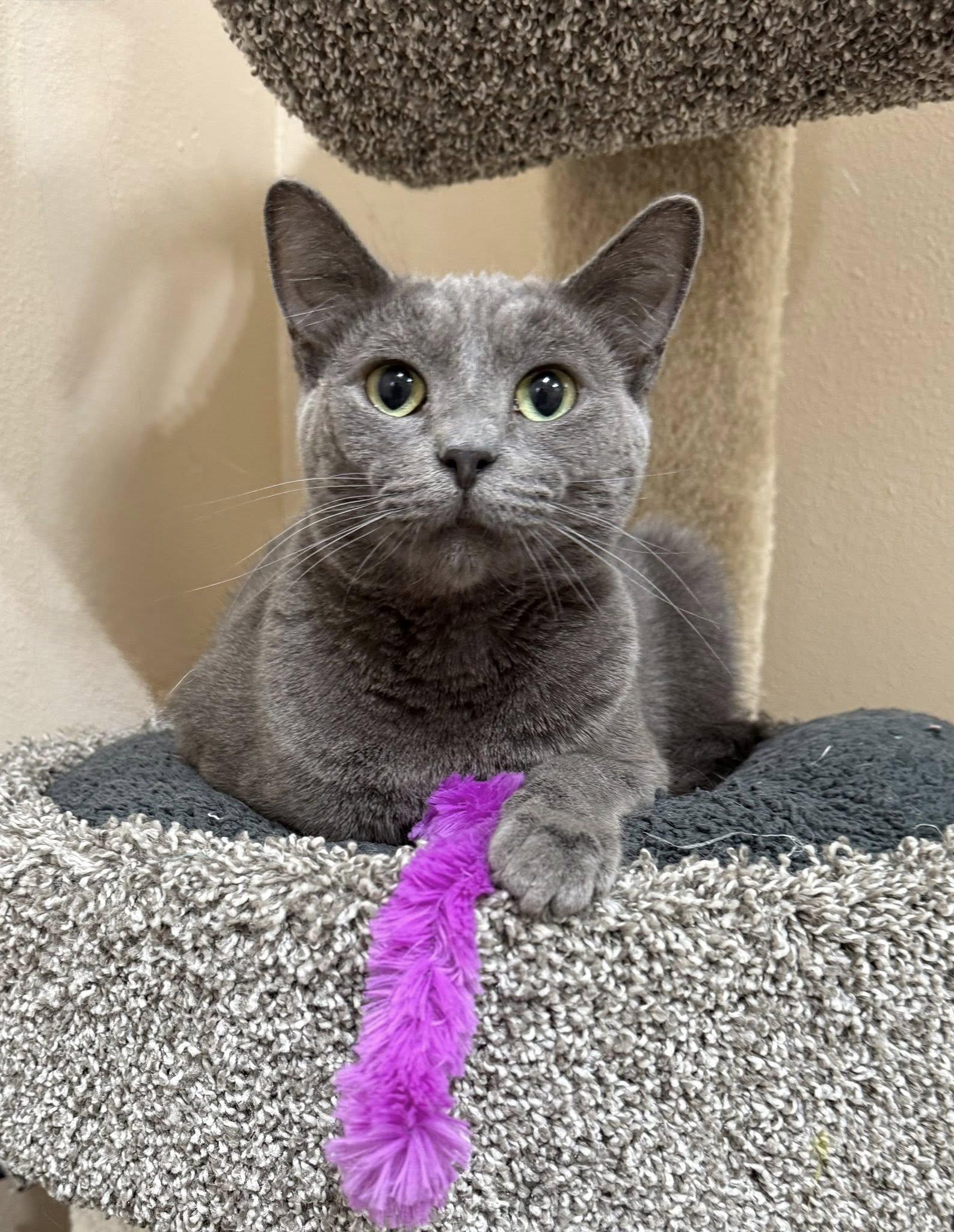 Baloo, a Adoptable Russian Blue in Tehachapi, CA image 1/4