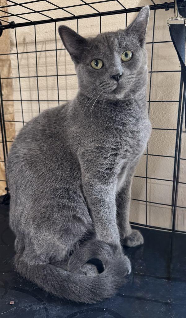 Baloo, a Adoptable Russian Blue in Tehachapi, CA image 4/4