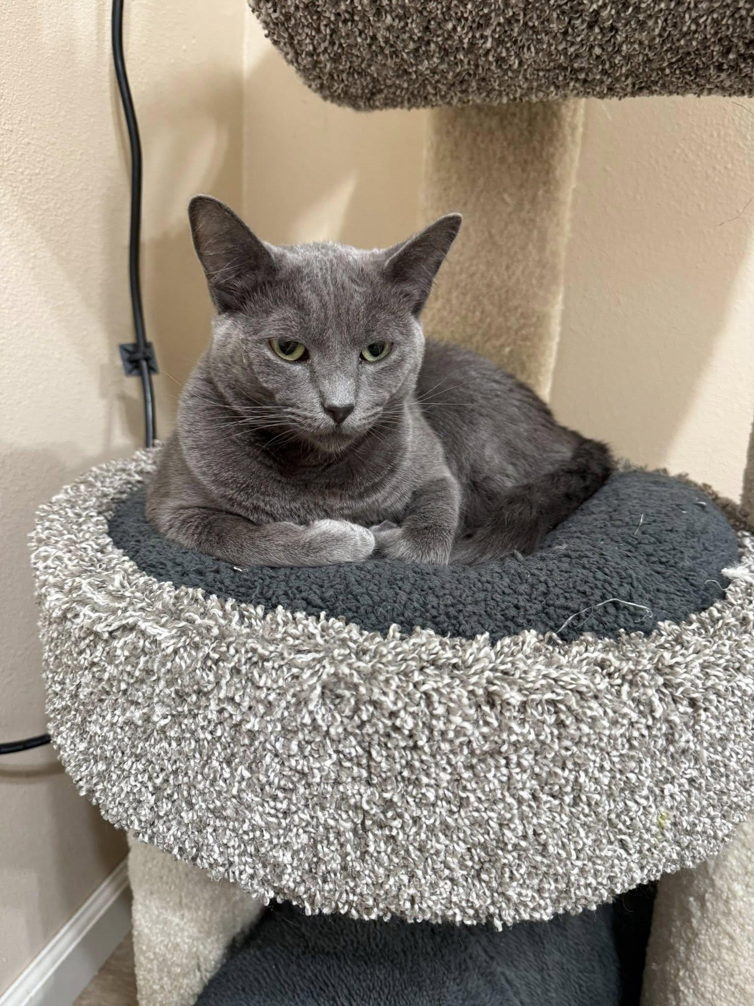 Baloo, a Adoptable Russian Blue in Tehachapi, CA image 2/4