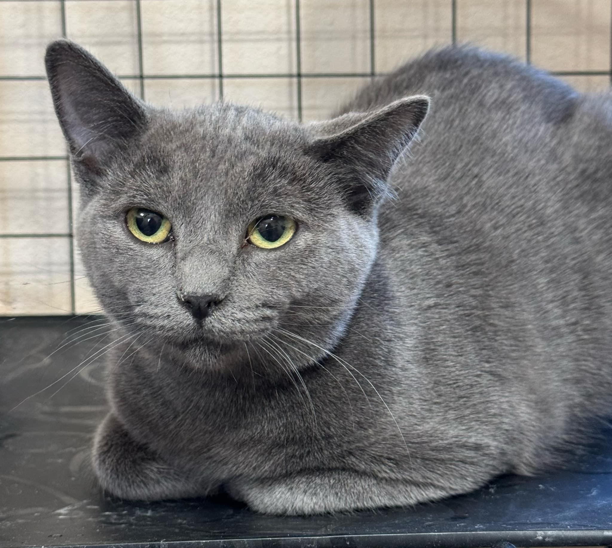 Baloo, an adoptable Russian Blue in Tehachapi, CA, 93561 | Photo Image 4