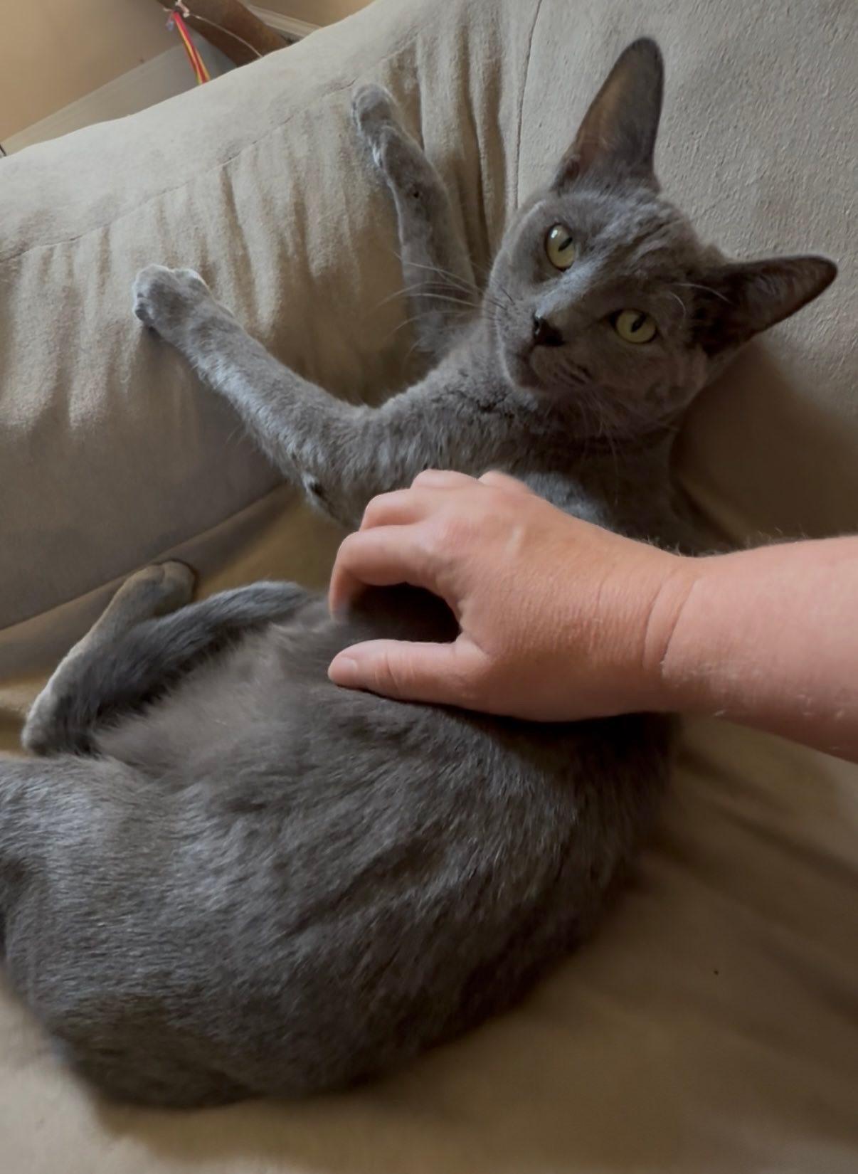 Baloo, an adoptable Russian Blue in Tehachapi, CA, 93561 | Photo Image 2