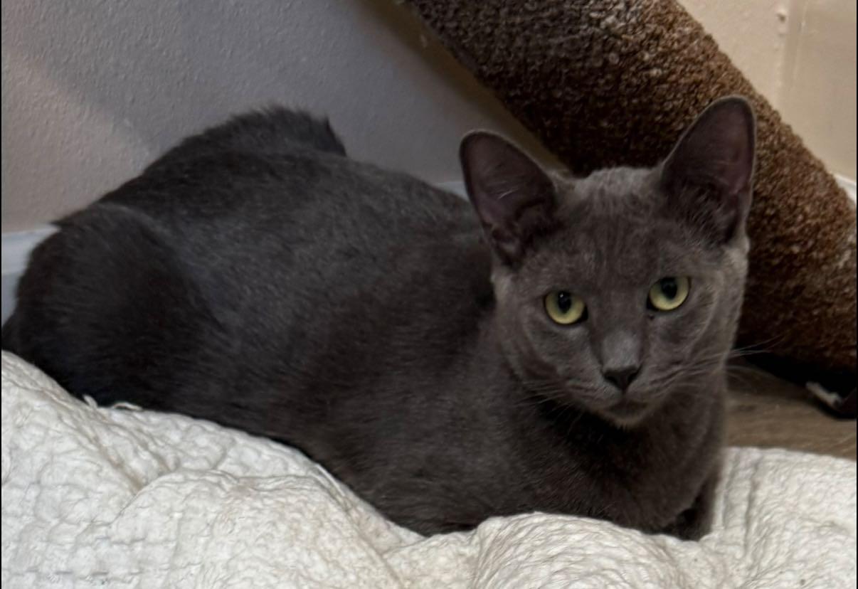 Baloo, an adoptable Russian Blue in Tehachapi, CA, 93561 | Photo Image 1