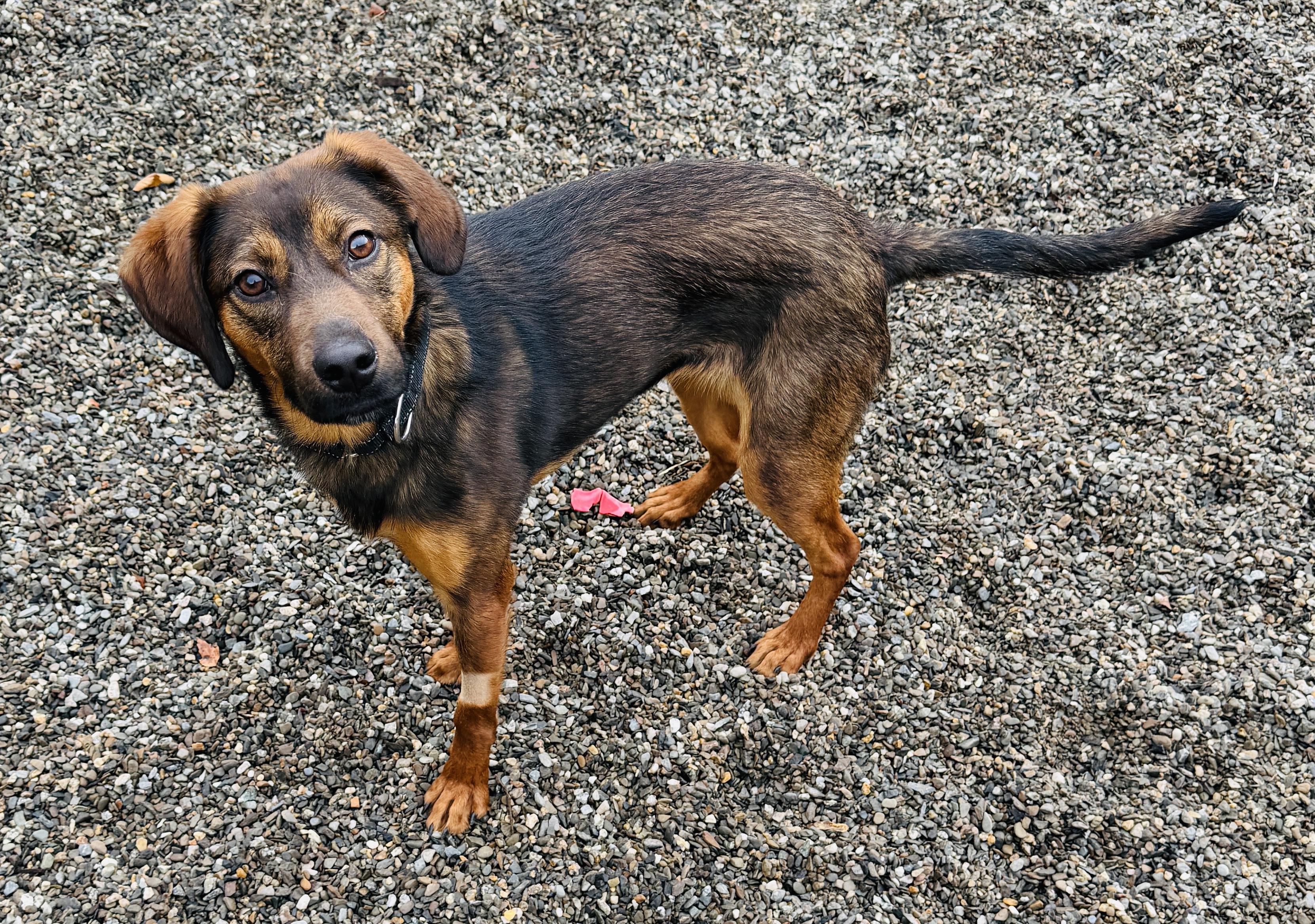 Enlarge Chocolate Chip, a Adoptable mixed breed in Brooks, ME image 1/2