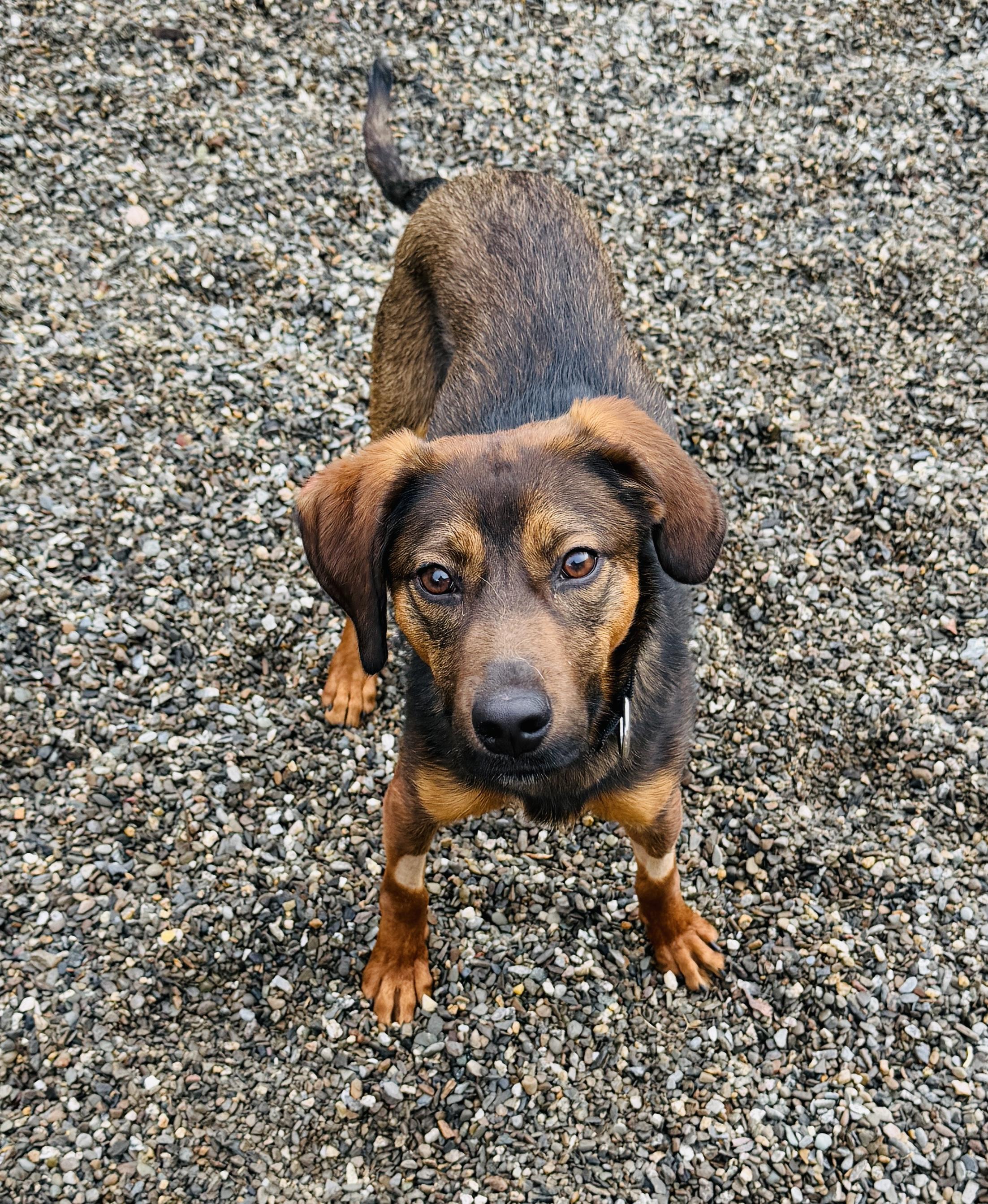 Enlarge Chocolate Chip, a Adoptable mixed breed in Brooks, ME image 2/2