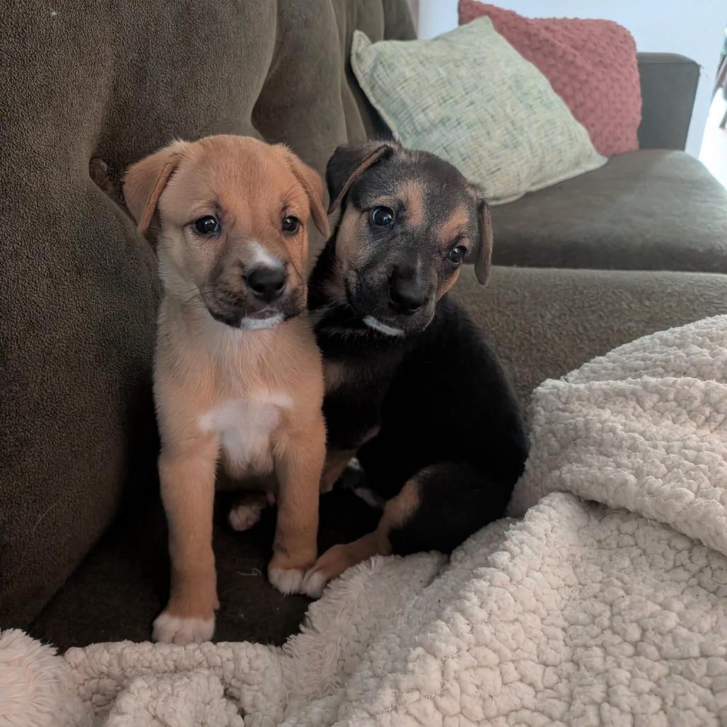 PB&J, Adoptable, Puppy Male German Shepherd Dog & Mixed Breed.