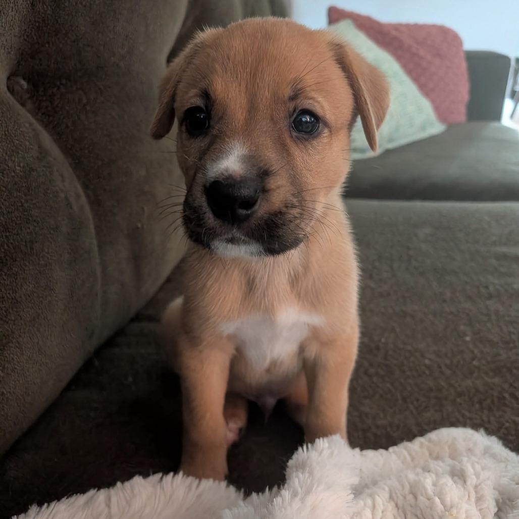 PB&J, a Adoptable mixed breed in North Charleston, SC image 2/5