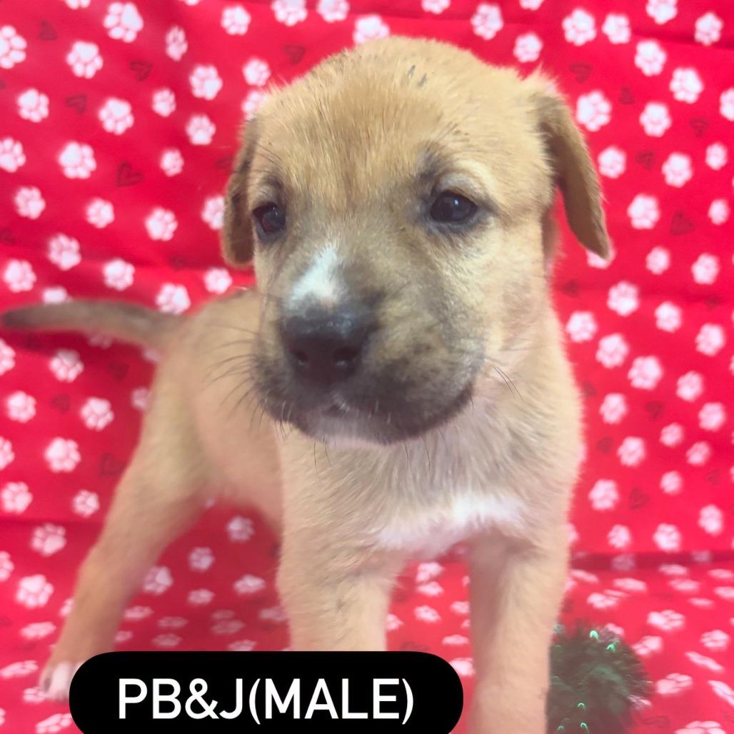 PB&J, a Adoptable mixed breed in North Charleston, SC image 4/5