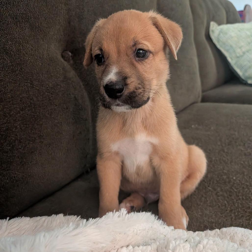 PB&J, a Adoptable mixed breed in North Charleston, SC image 5/5