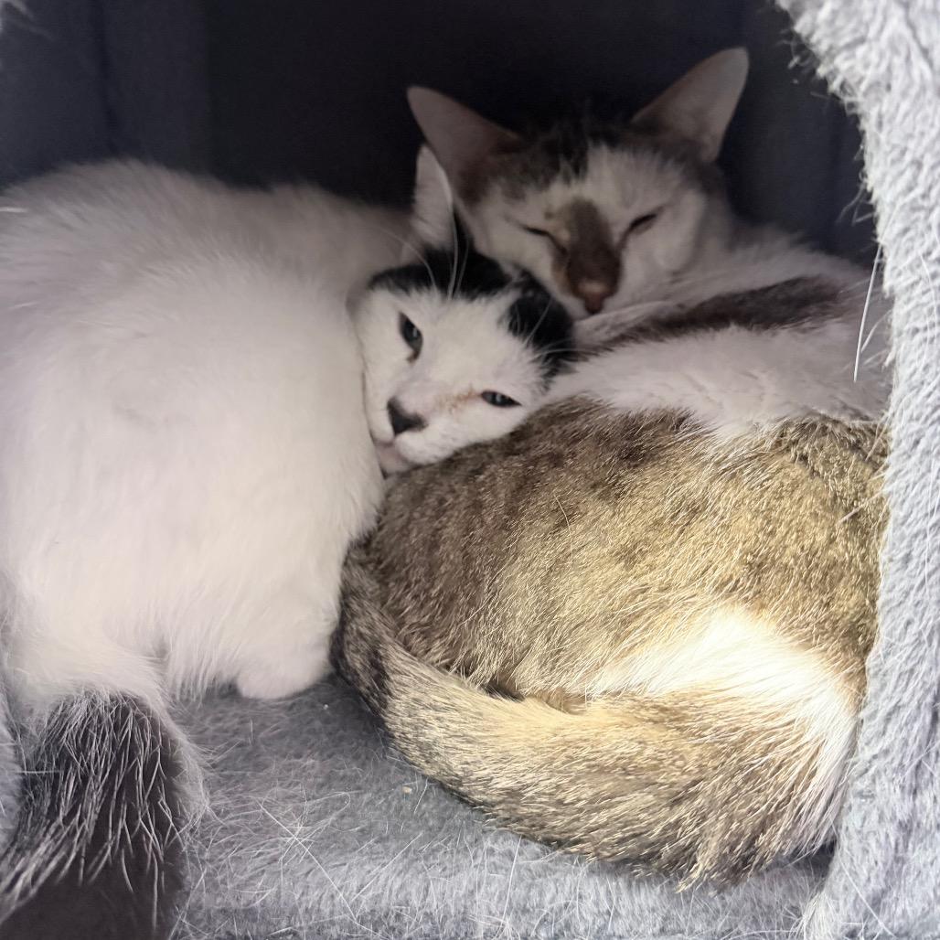 Eugene, Adoptable, Adult Male Domestic Short Hair.