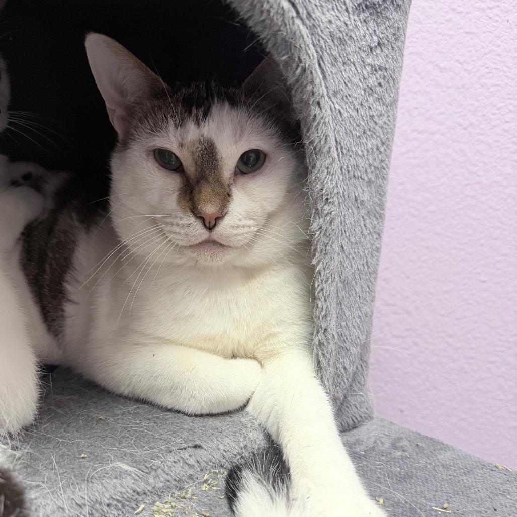 Eugene, a Adoptable Domestic Short Hair in Titusville, FL image 2/4