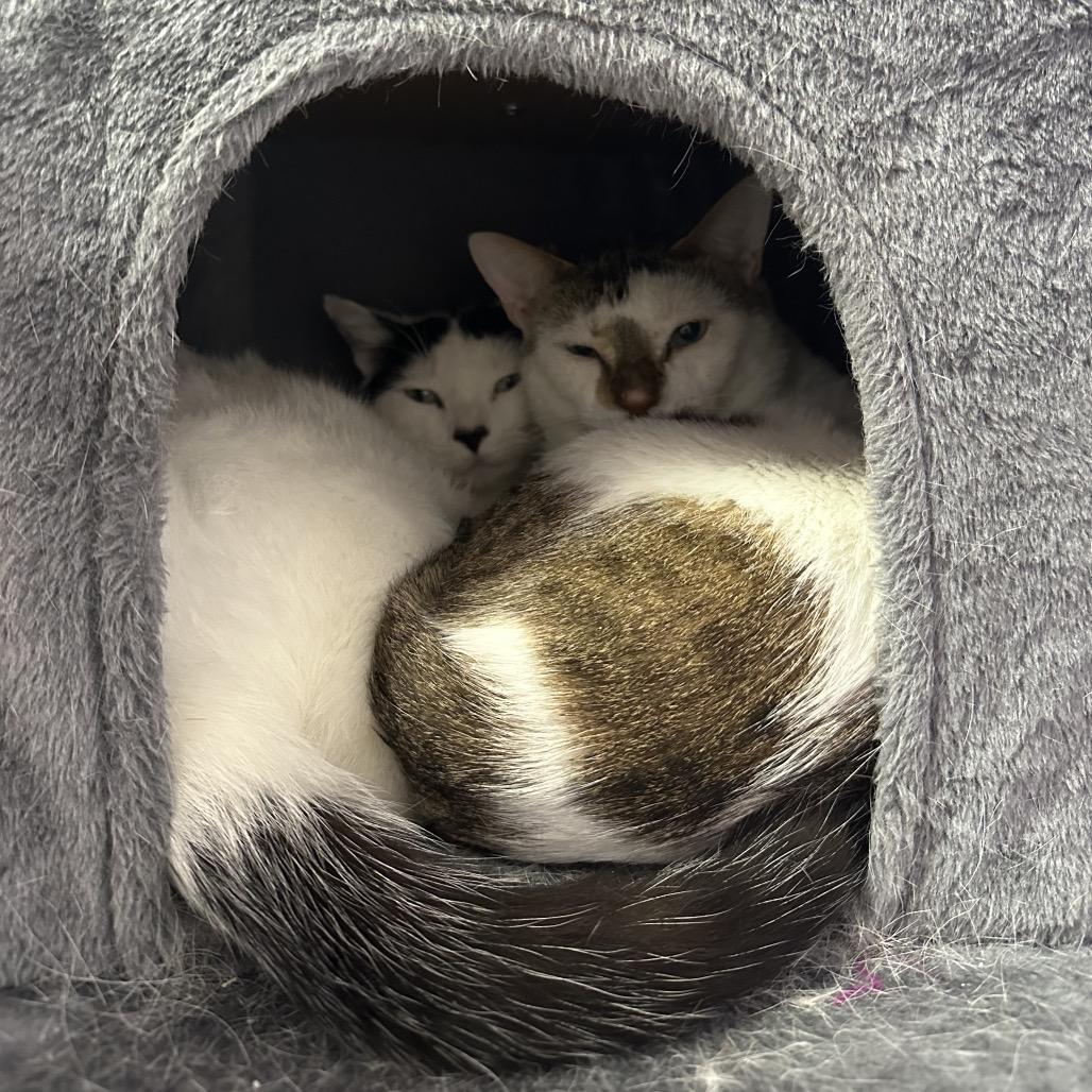 Eugene, a Adoptable Domestic Short Hair in Titusville, FL image 2/3