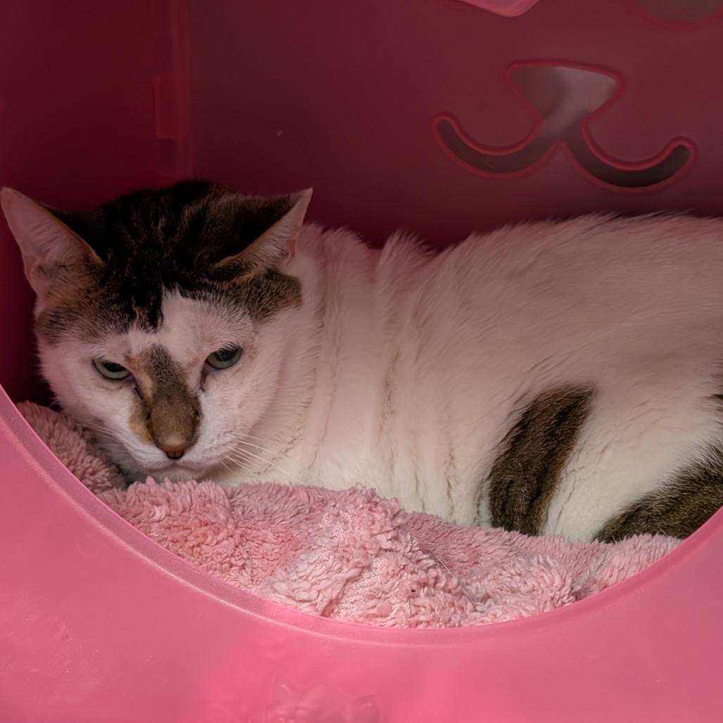 Eugene, a Adoptable Domestic Short Hair in Titusville, FL image 3/3