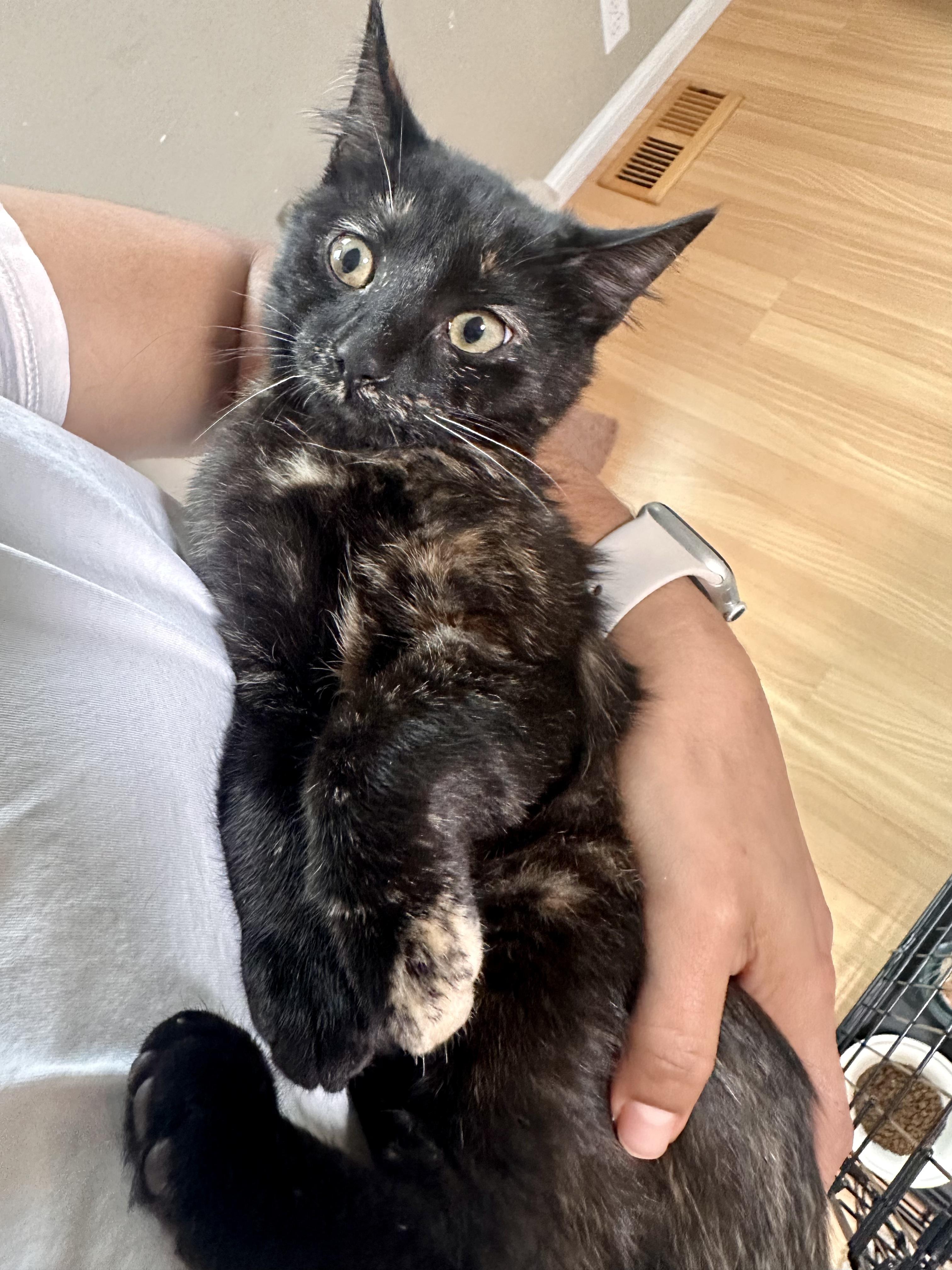 Enlarge Midnight, a Adoptable Domestic Short Hair in San Jose, CA image 4/6