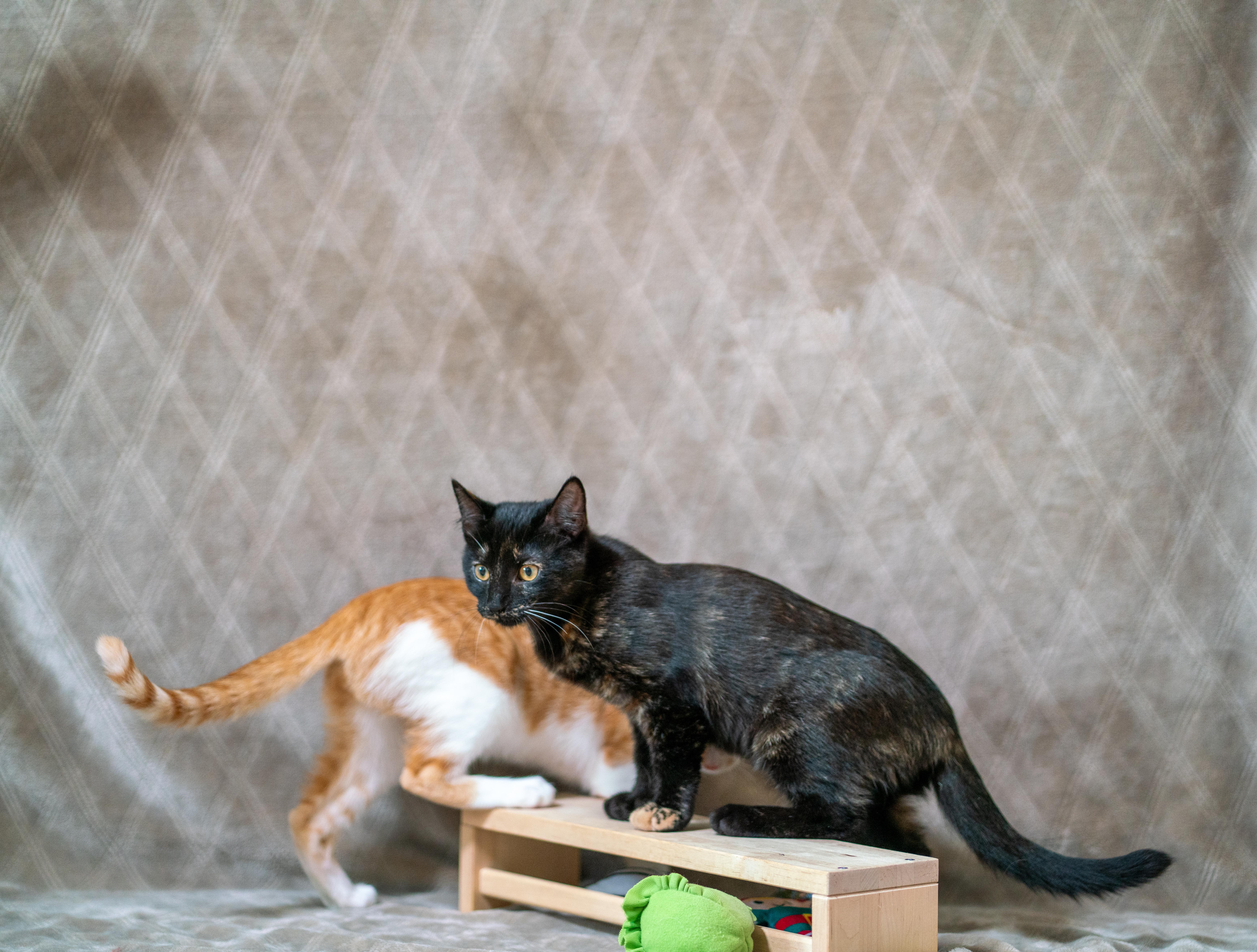 Enlarge Midnight, a Adoptable Domestic Short Hair in San Jose, CA image 3/6