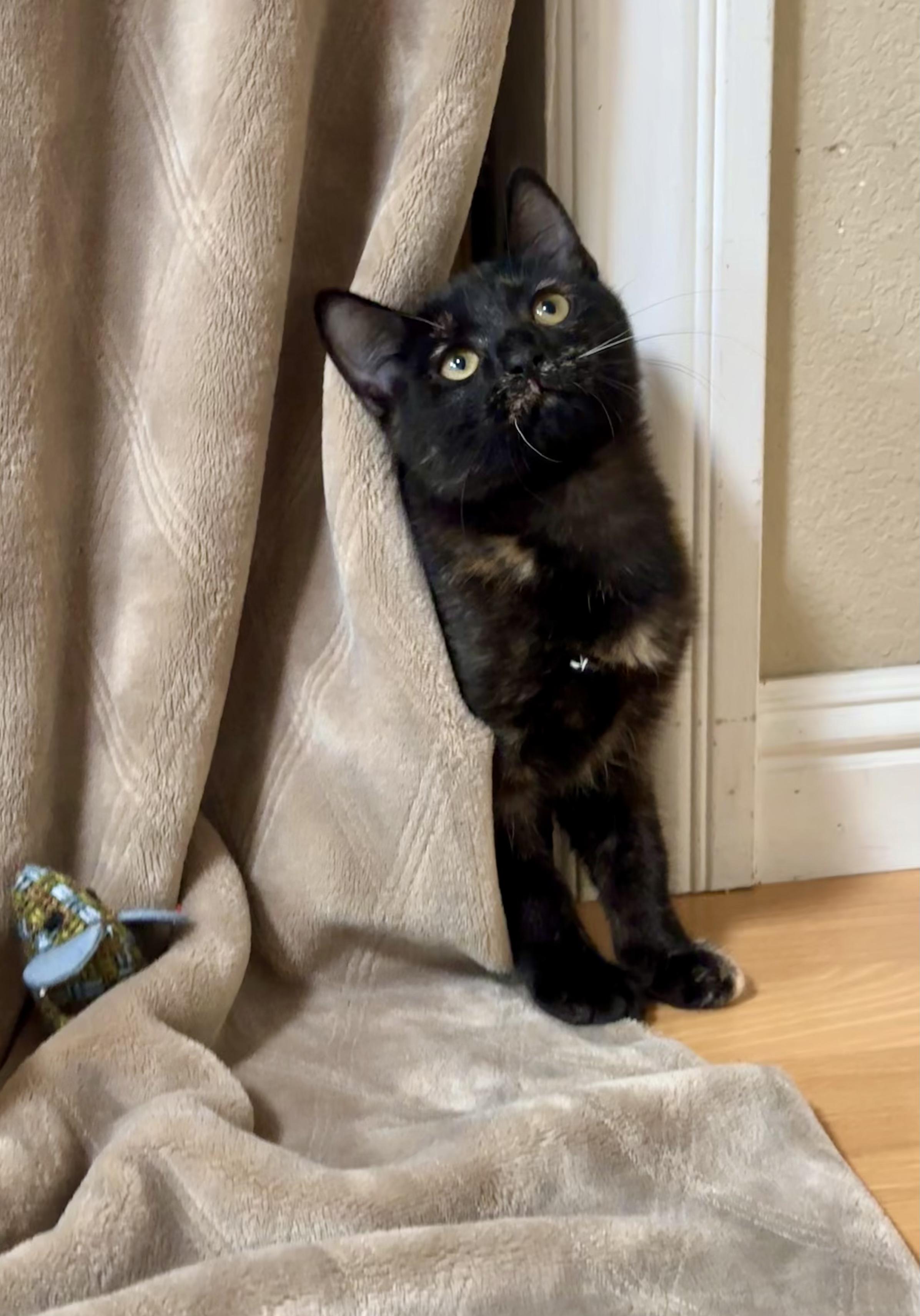 Enlarge Midnight, a Adoptable Domestic Short Hair in San Jose, CA image 1/6