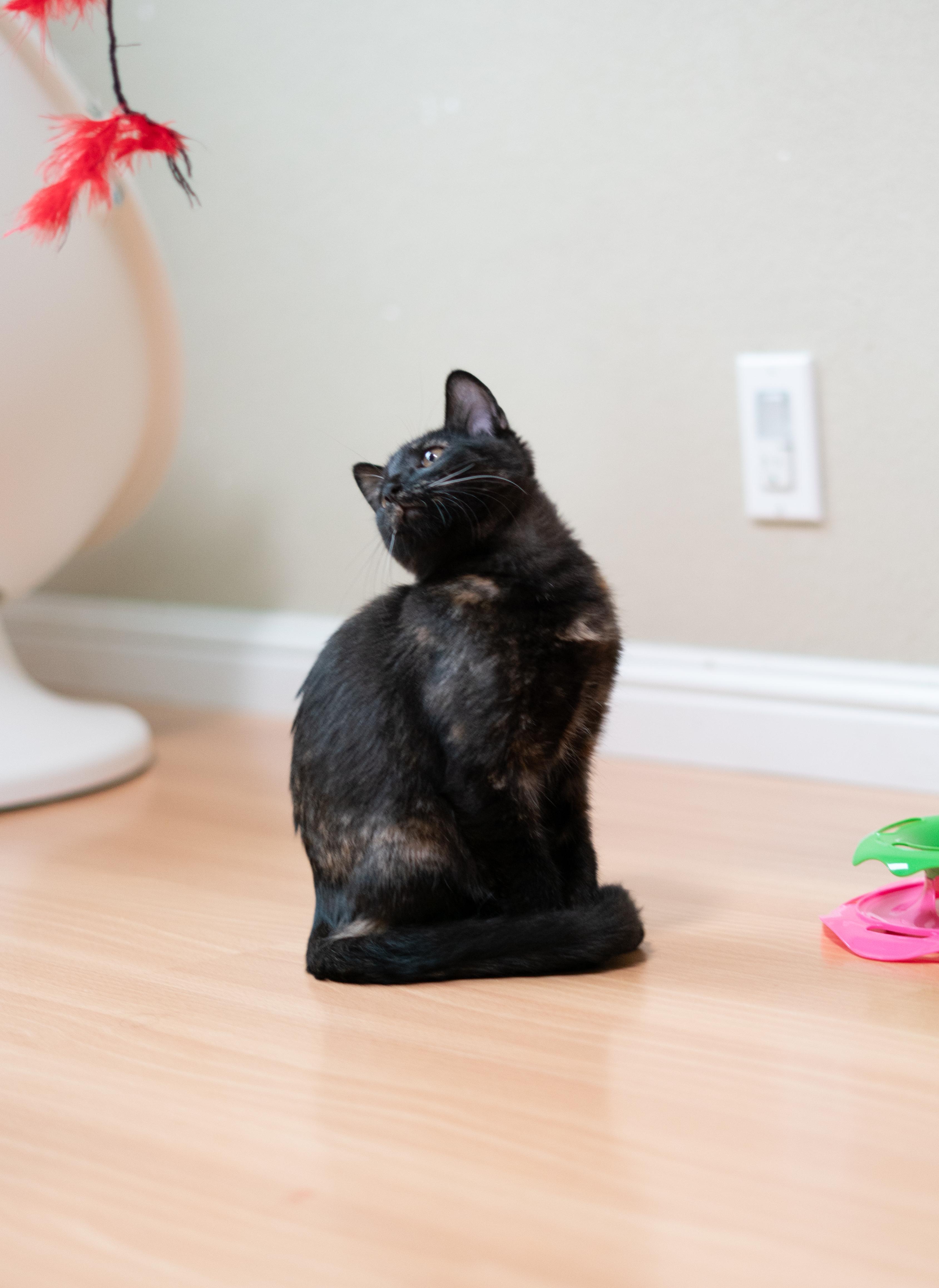 Enlarge Midnight, a Adoptable Domestic Short Hair in San Jose, CA image 5/6