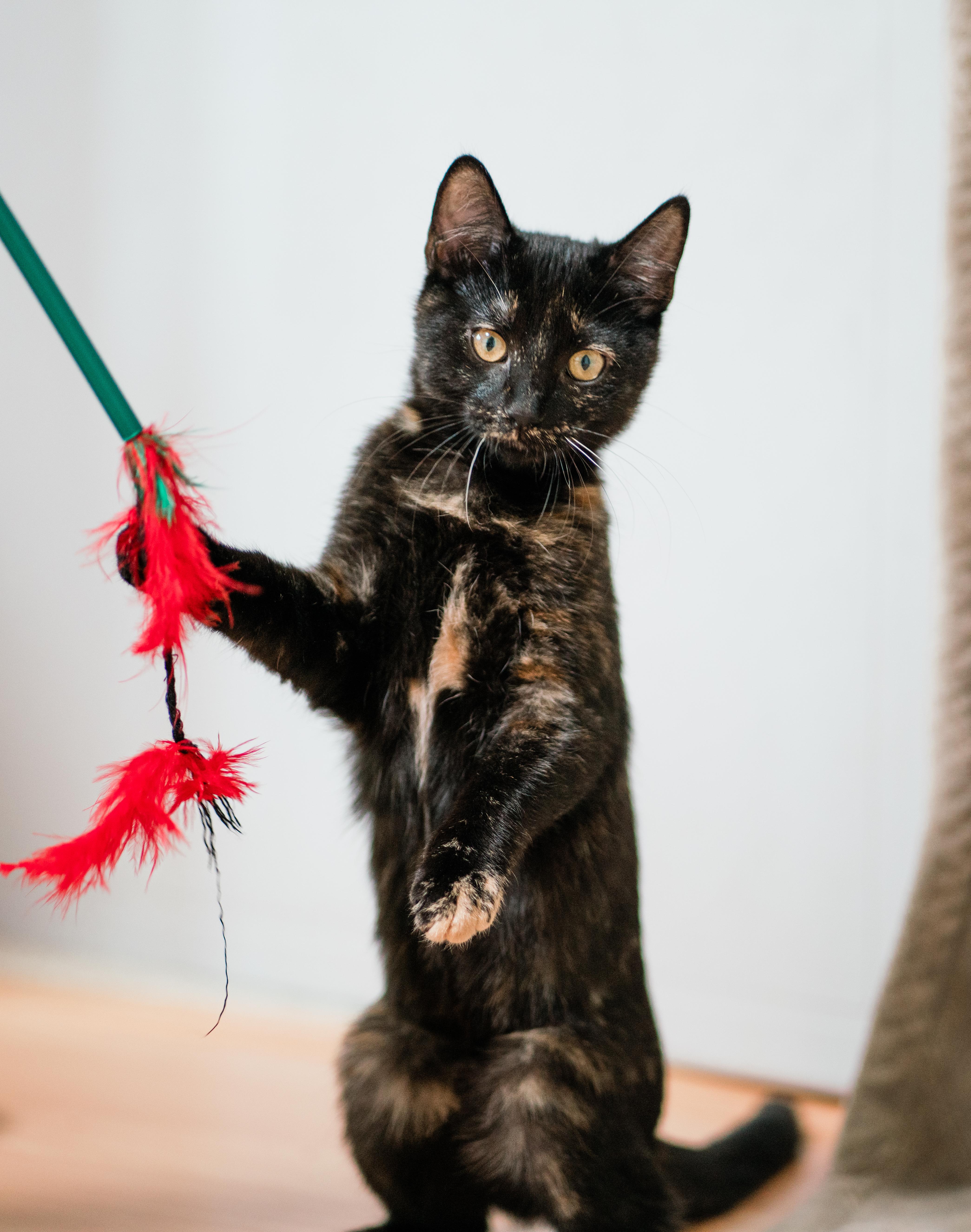 Enlarge Midnight, a Adoptable Domestic Short Hair in San Jose, CA image 2/6