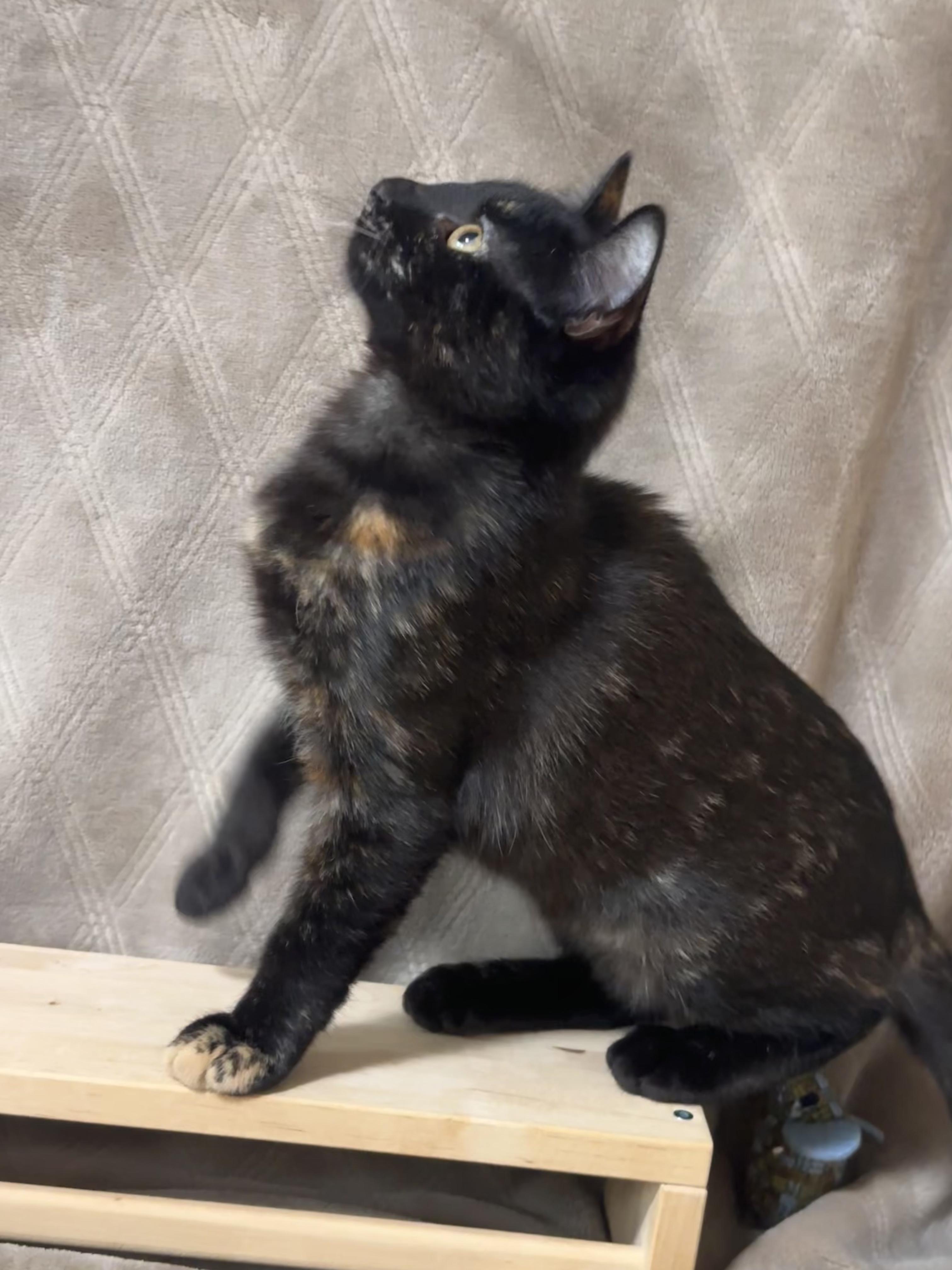 Enlarge Midnight, a Adoptable Domestic Short Hair in San Jose, CA image 6/6