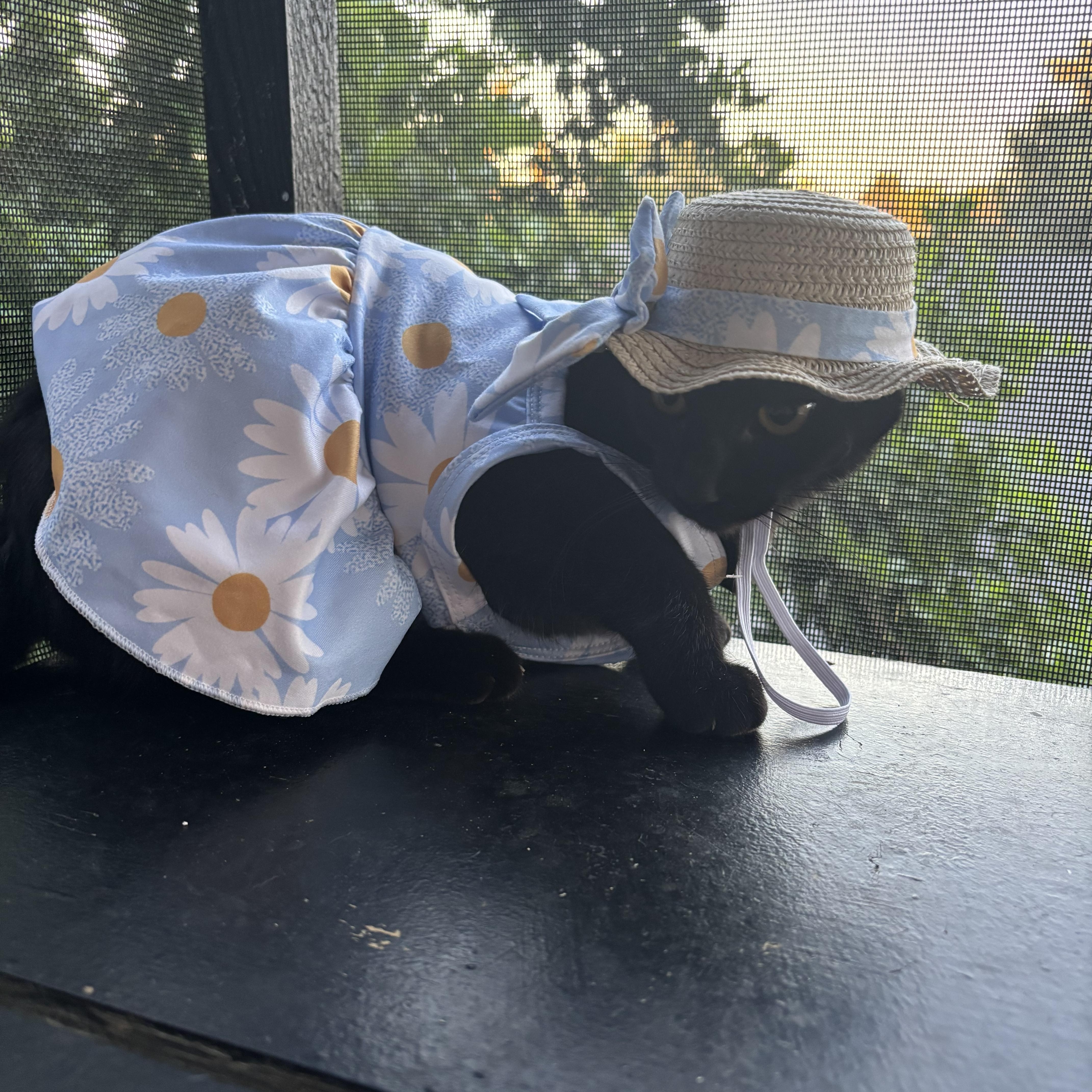 Enlarge Pikachu , a ADOPTABLE Bombay in Costa Mesa, CA image 4/5