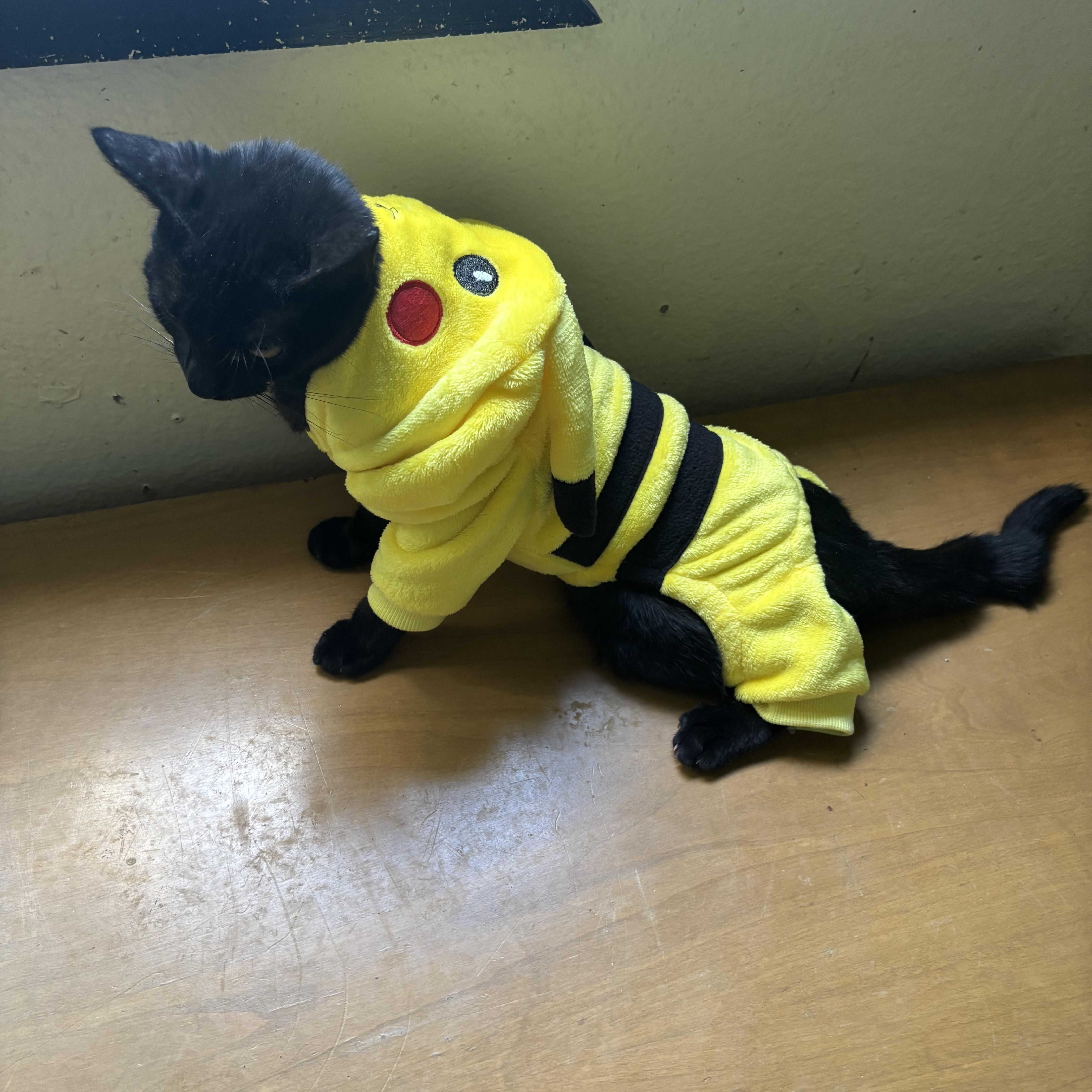 Enlarge Pikachu , a ADOPTABLE Bombay in Costa Mesa, CA image 2/5