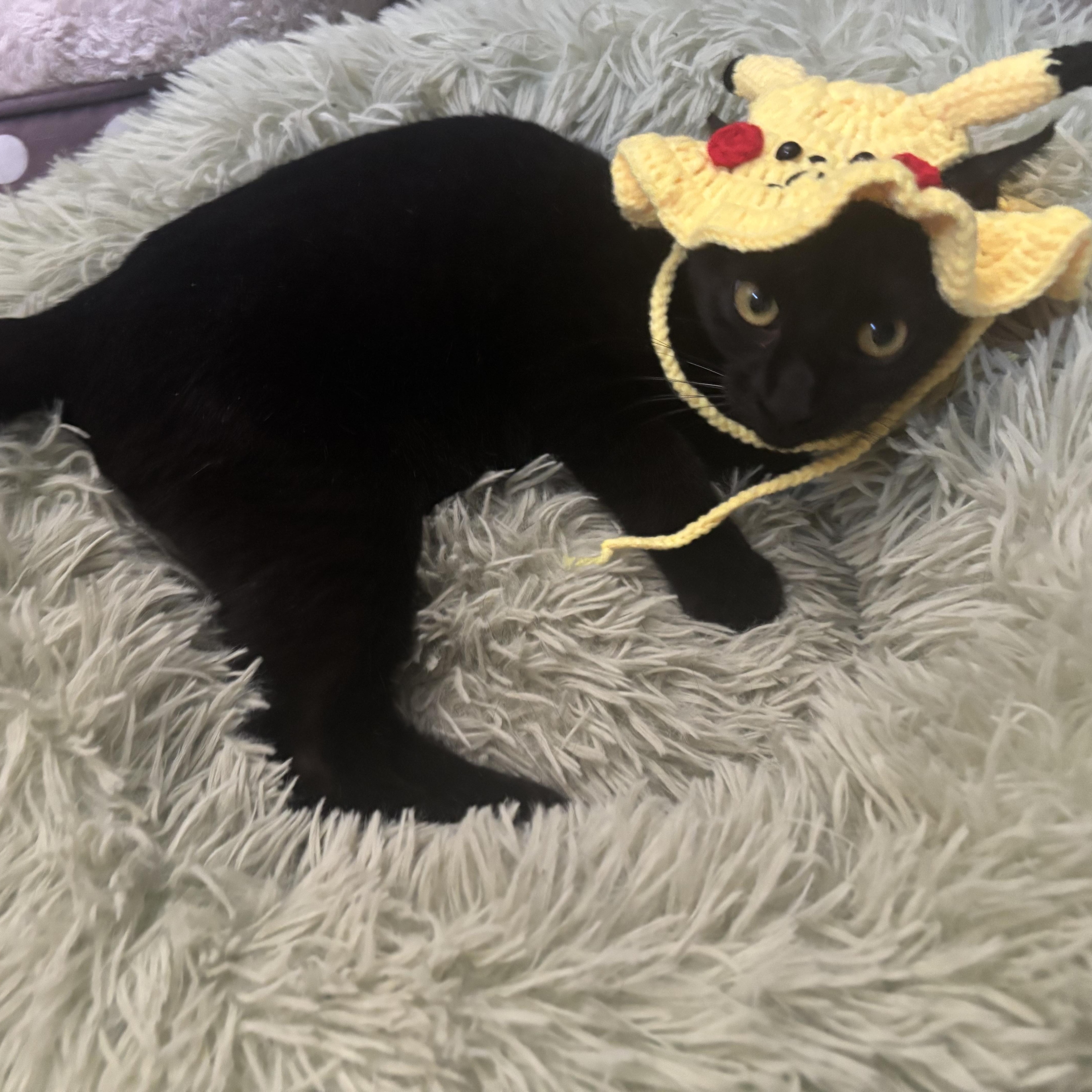 Enlarge Pikachu , a ADOPTABLE Bombay in Costa Mesa, CA image 3/5