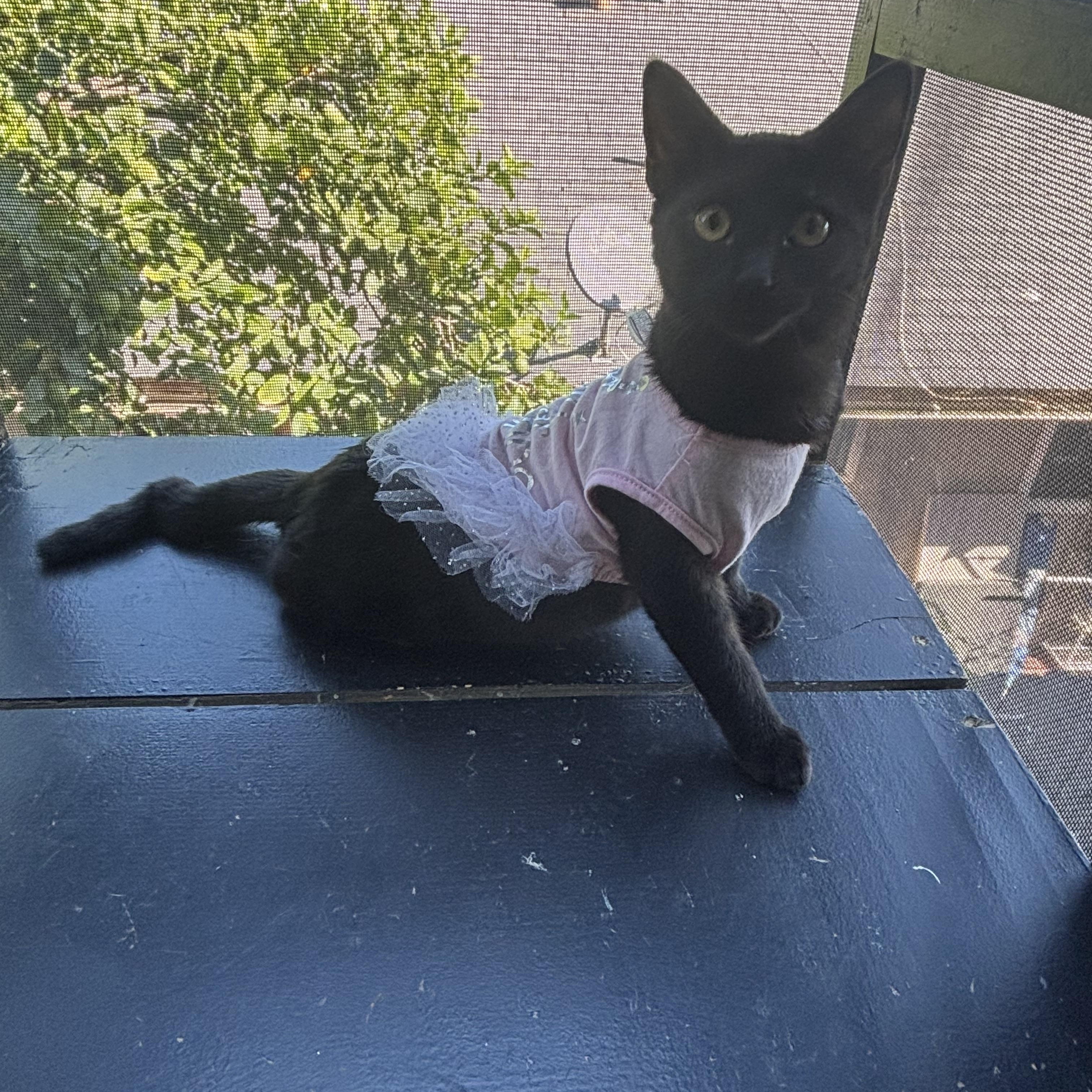 Enlarge Pikachu , a ADOPTABLE Bombay in Costa Mesa, CA image 5/5