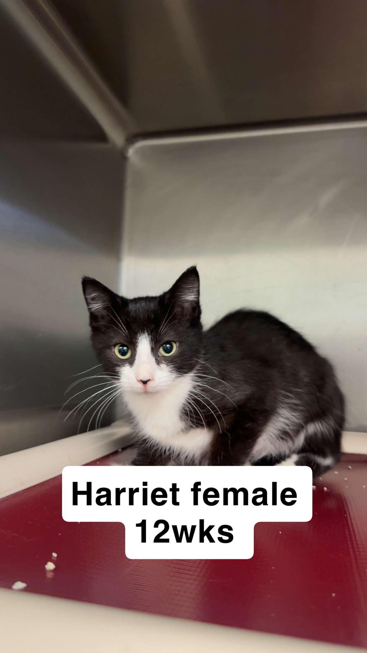 Enlarge Harriet, a Adoptable Domestic Short Hair in Amherst, VA image 1/1