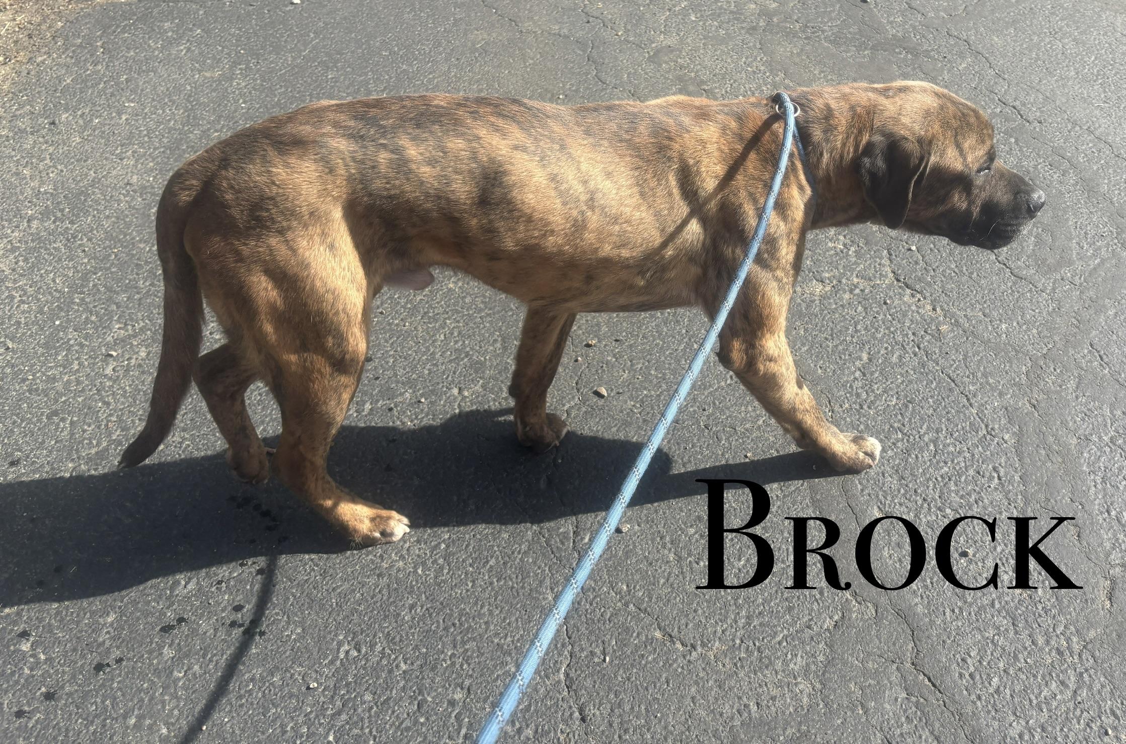 Enlarge Brock, a ADOPTABLE Bullmastiff in Craig, CO image 1/1