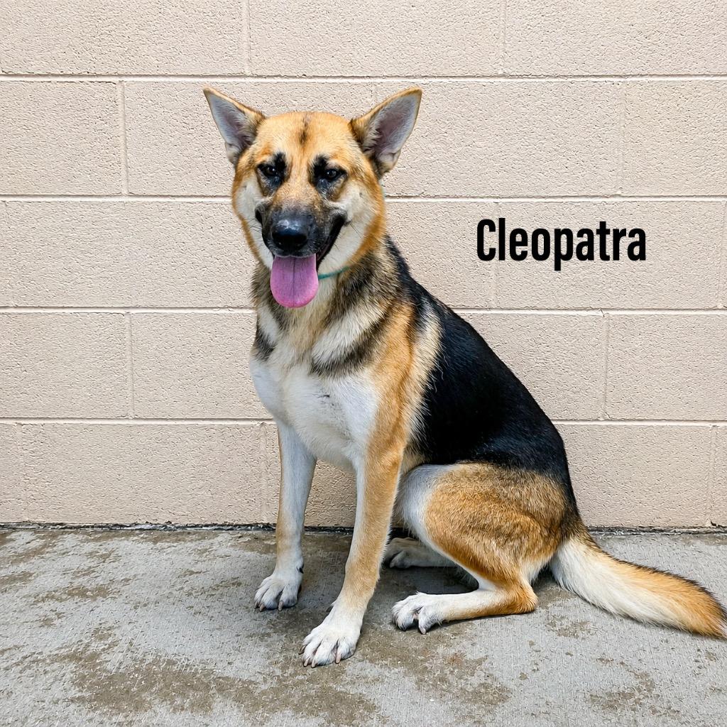 Cleopatra, Adoptable, Young Female Shepherd.