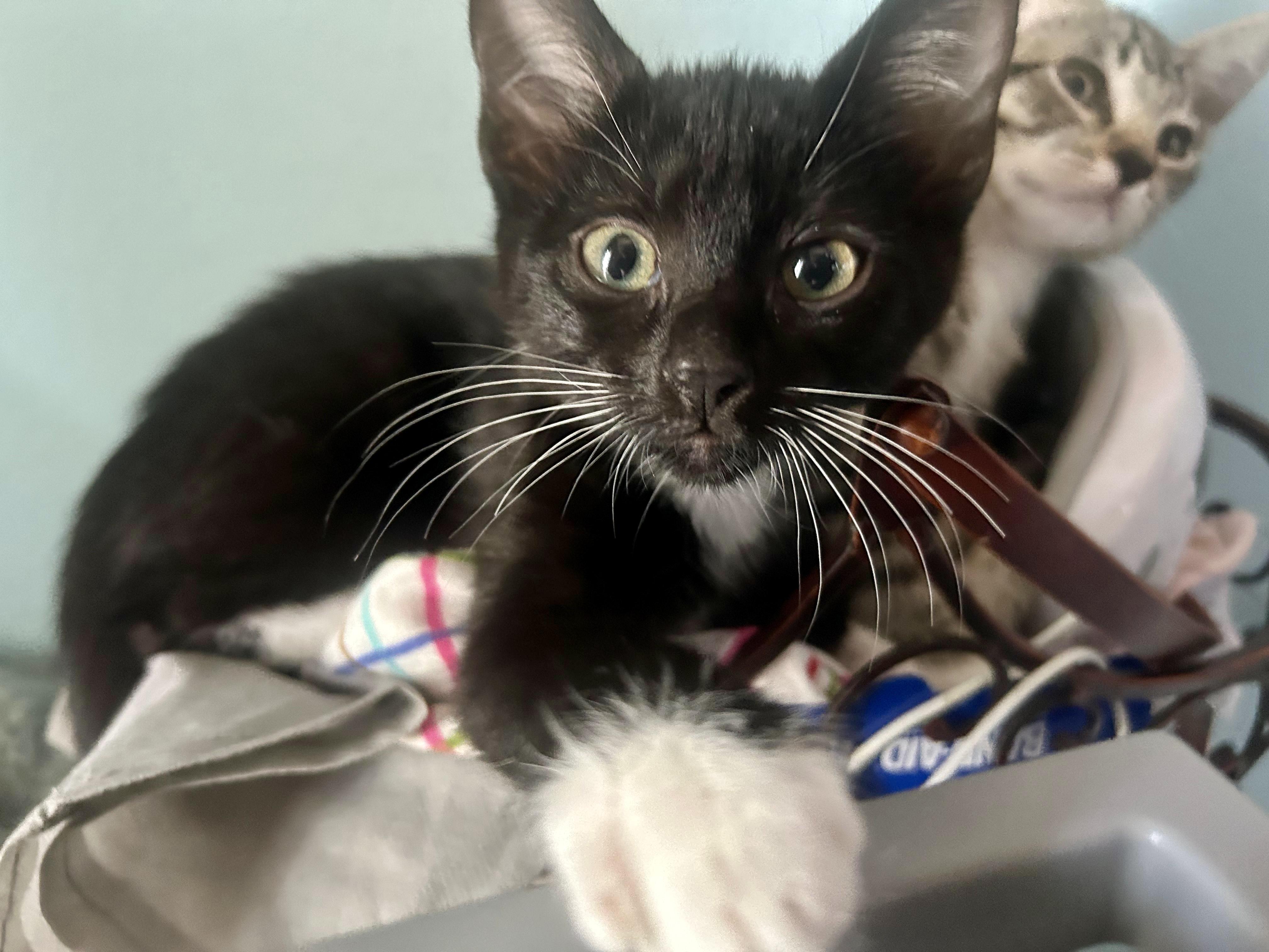Enlarge Rowlet, a Adoptable Tuxedo in San Juan Capistrano, CA image 3/3