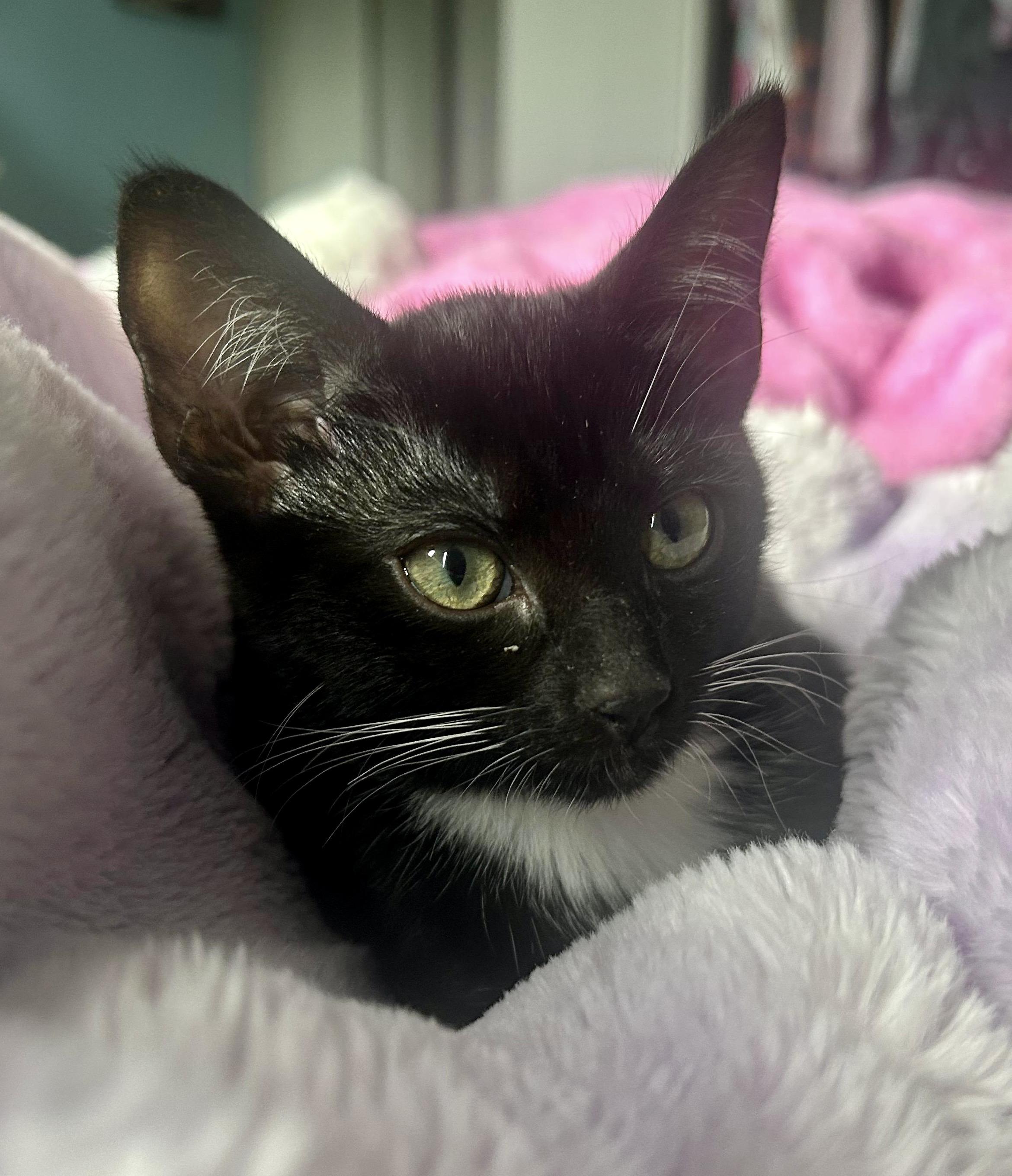 Enlarge Rowlet, a Adoptable Tuxedo in San Juan Capistrano, CA image 1/3