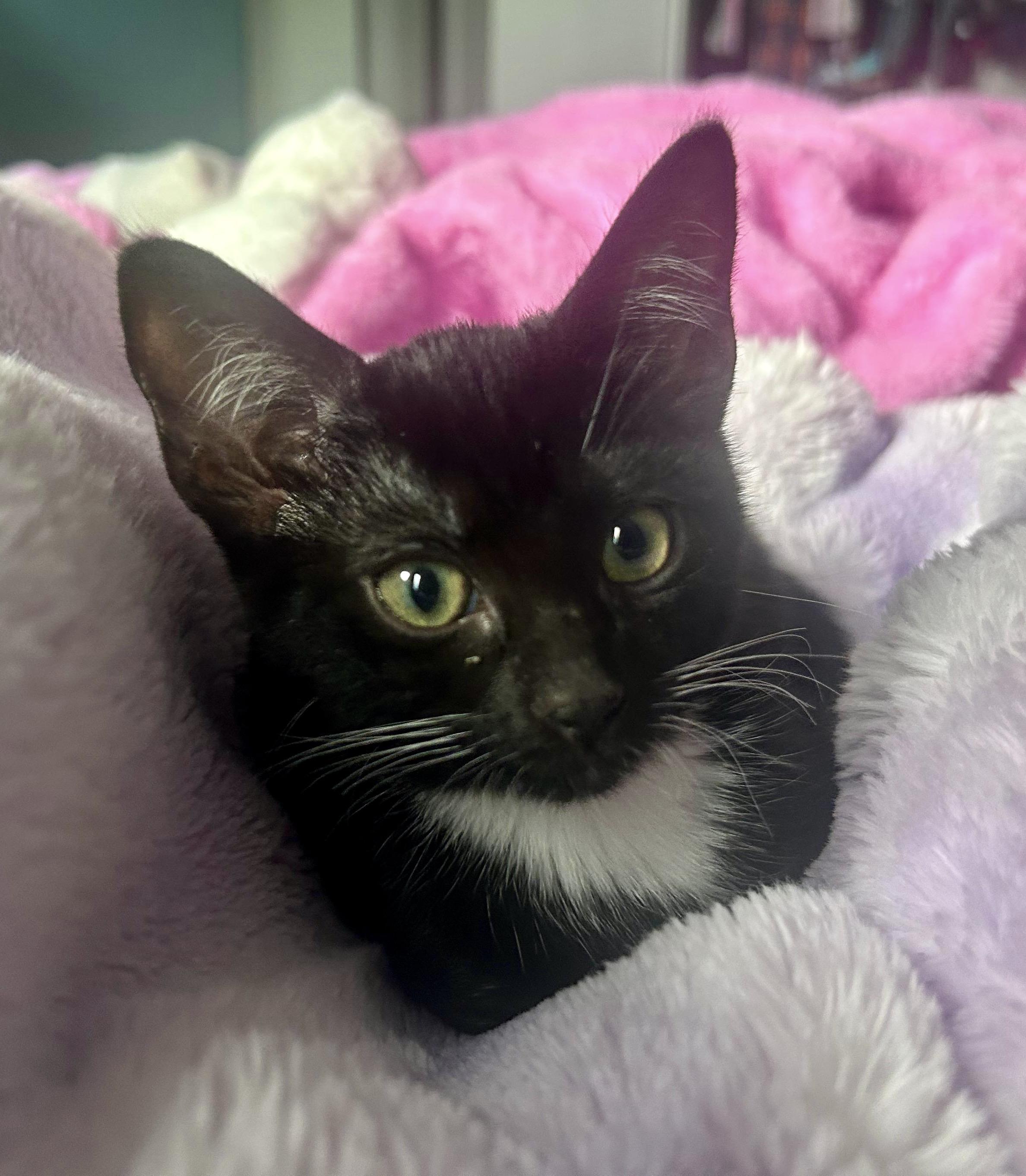 Enlarge Rowlet, a Adoptable Tuxedo in San Juan Capistrano, CA image 2/3
