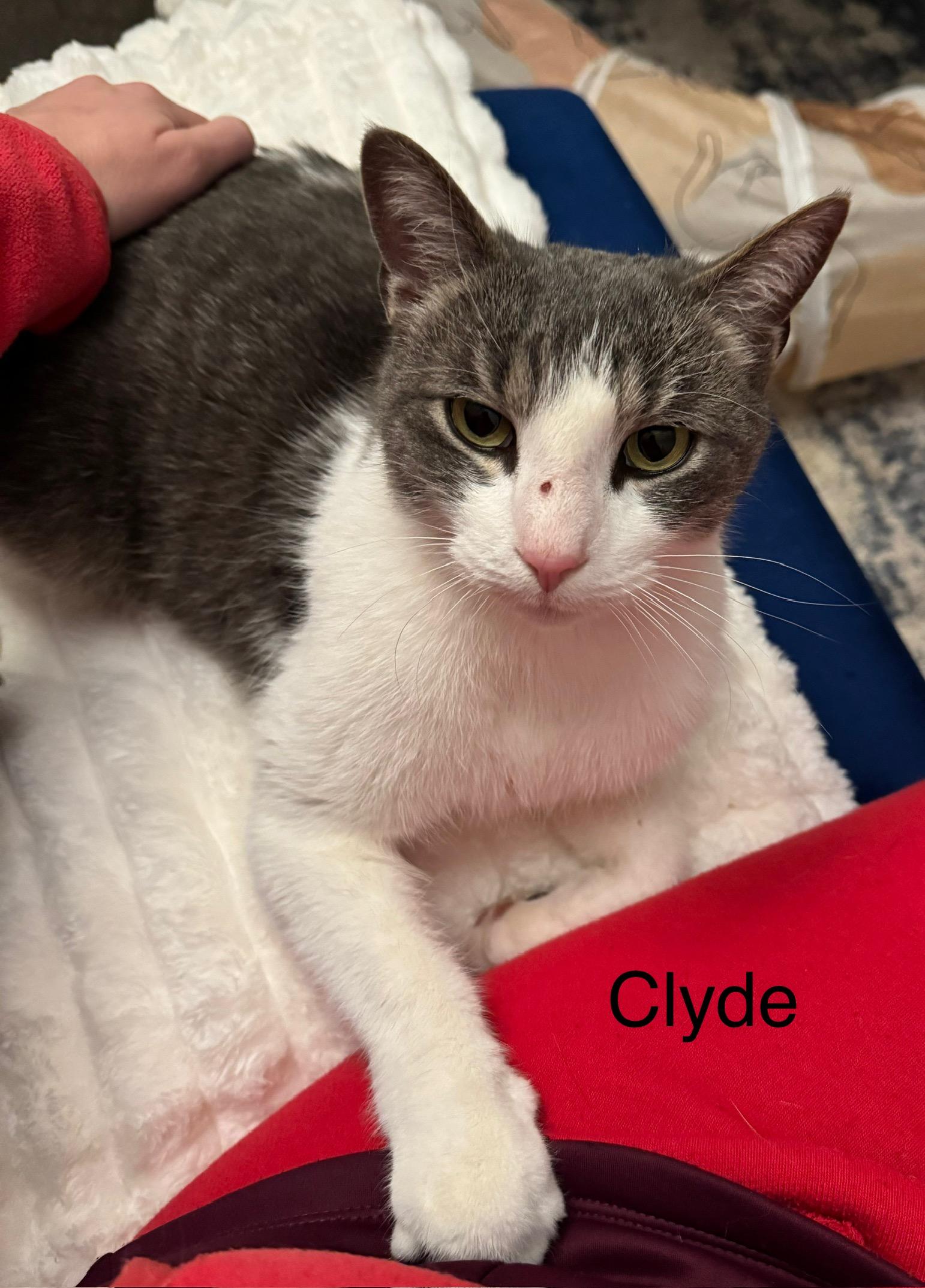 Clyde, Adopted, Young Male Domestic Short Hair.