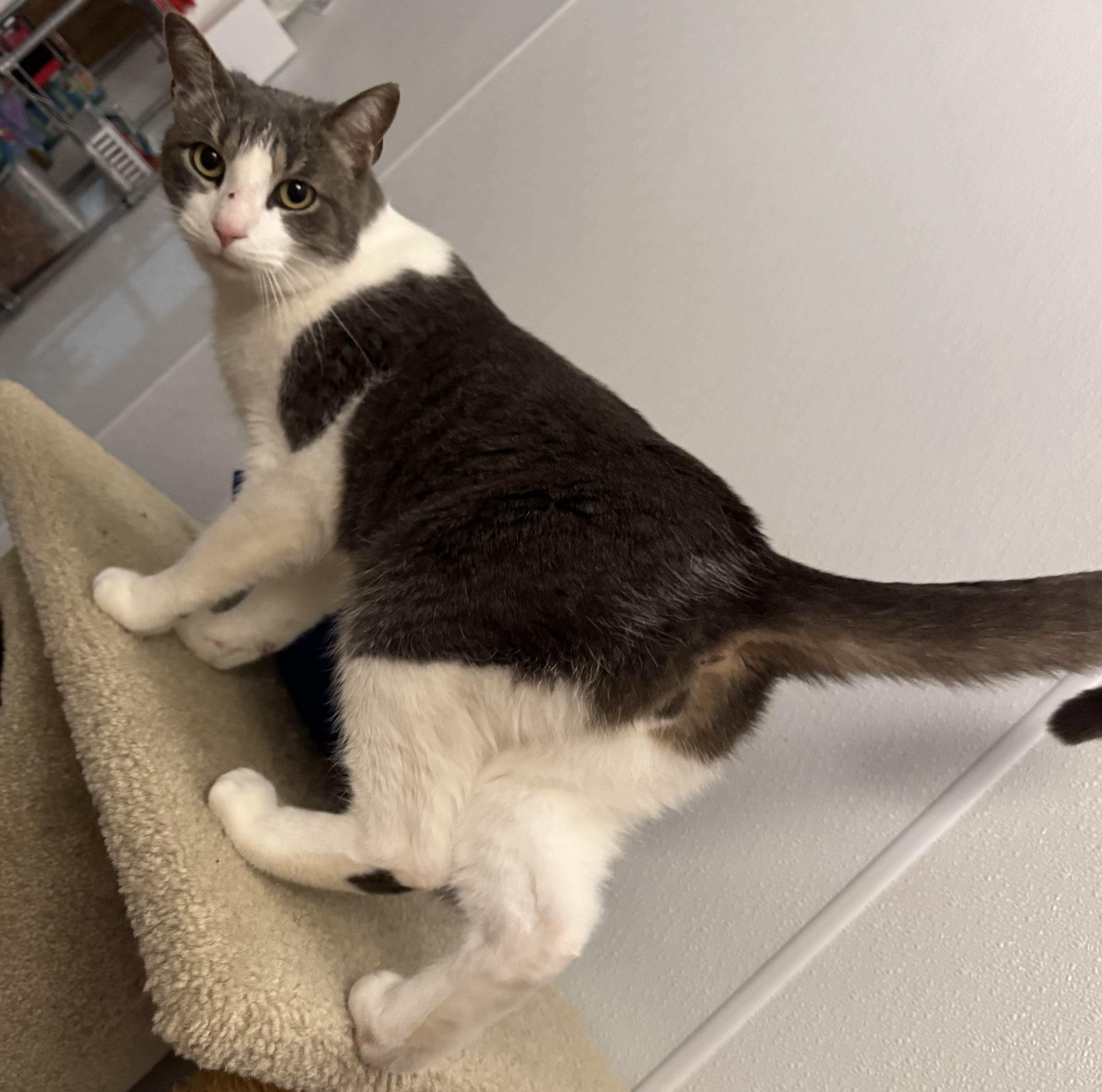 Clyde, a Adopted Domestic Short Hair in Harwinton, CT image 2/3