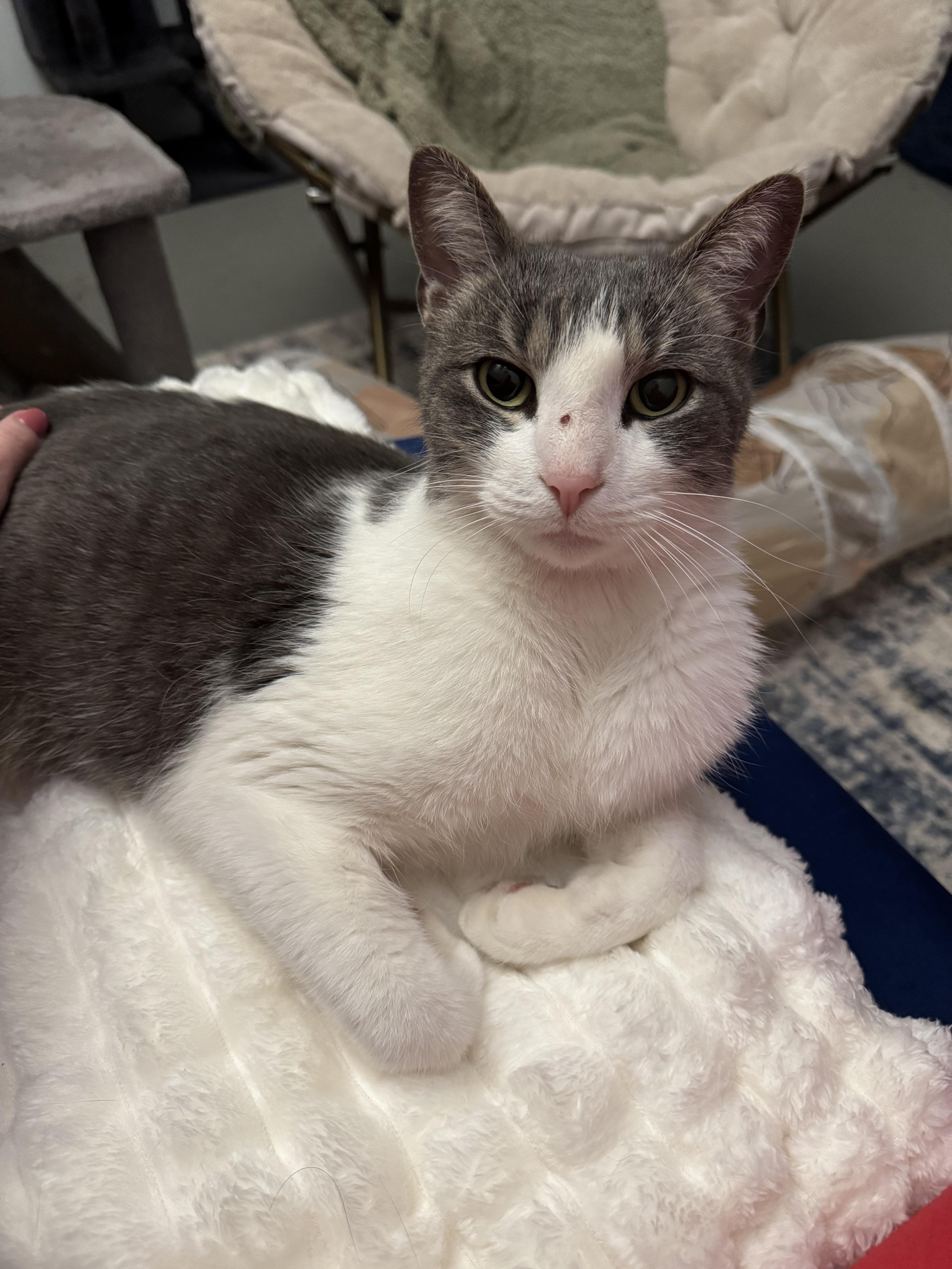 Clyde, a Adopted Domestic Short Hair in Harwinton, CT image 3/3