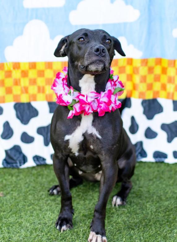 Lola, Adoptable, Adult Female Black Labrador Retriever & Pit Bull Terrier.