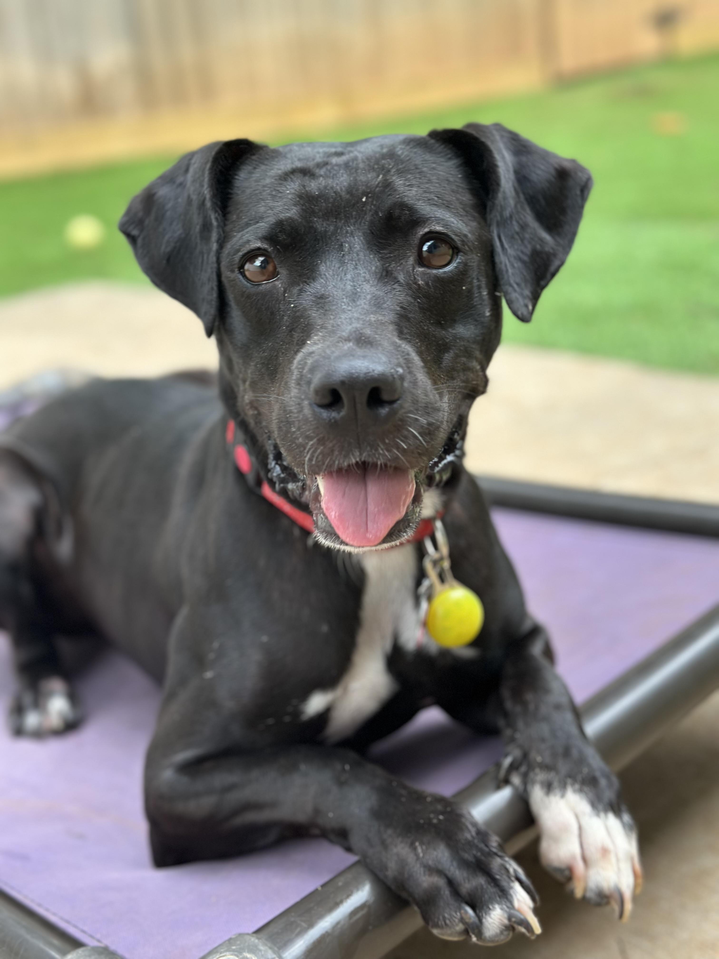 Lola, Adoptable, Young Female Black Labrador Retriever & Pit Bull Terrier.