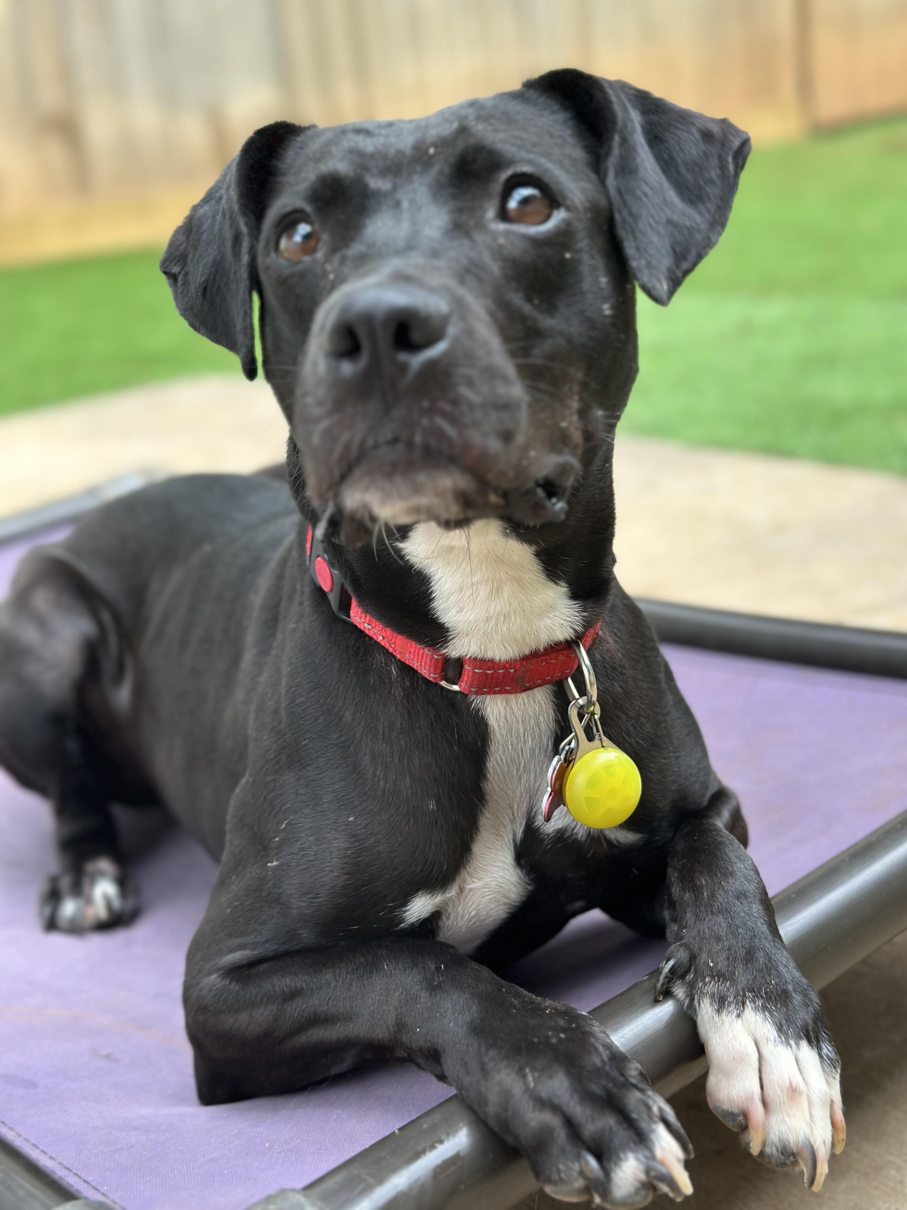 Lola, a Adoptable mixed breed in Suffield, CT image 3/4