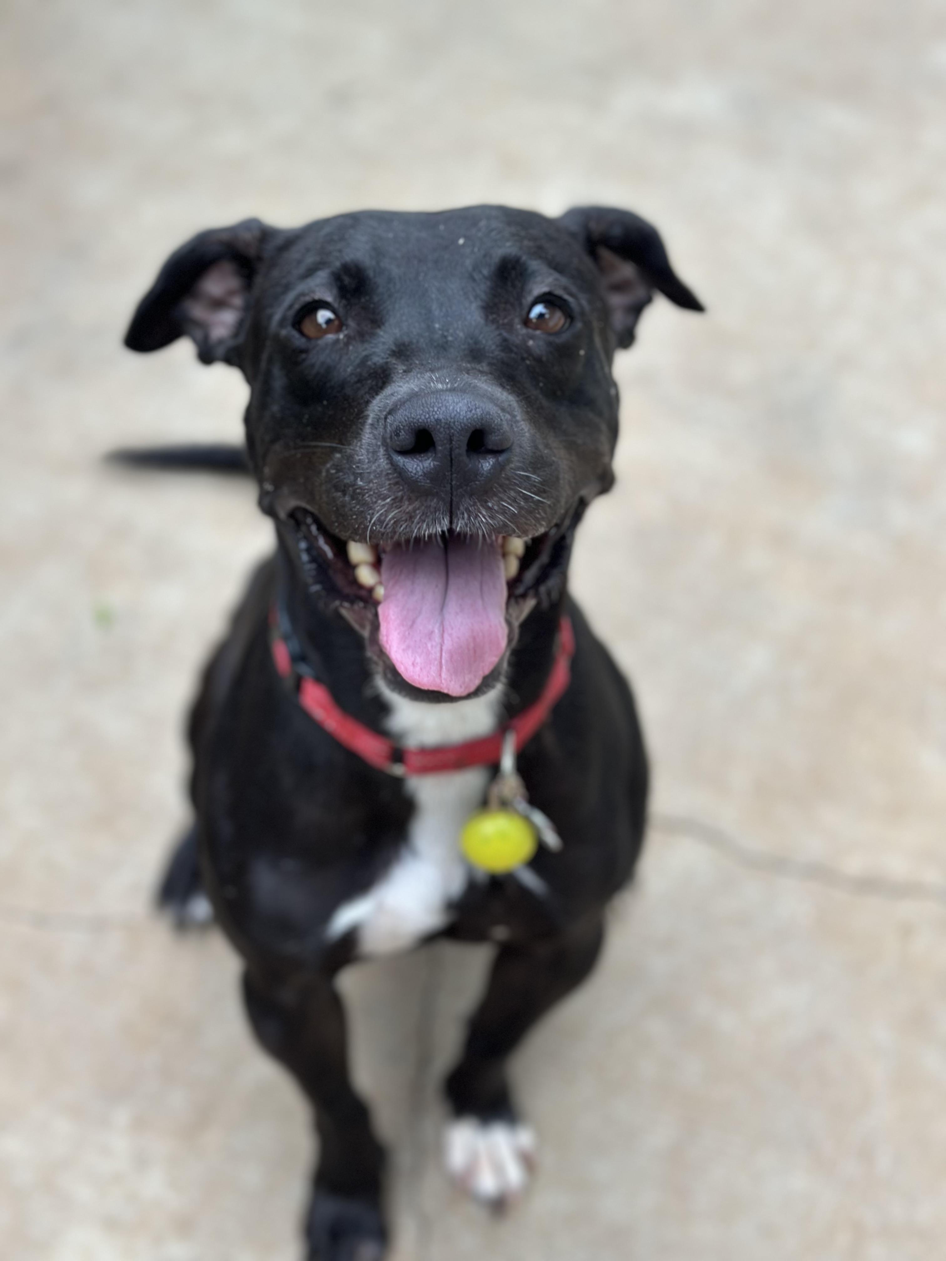 Lola, a Adoptable mixed breed in Suffield, CT image 4/4