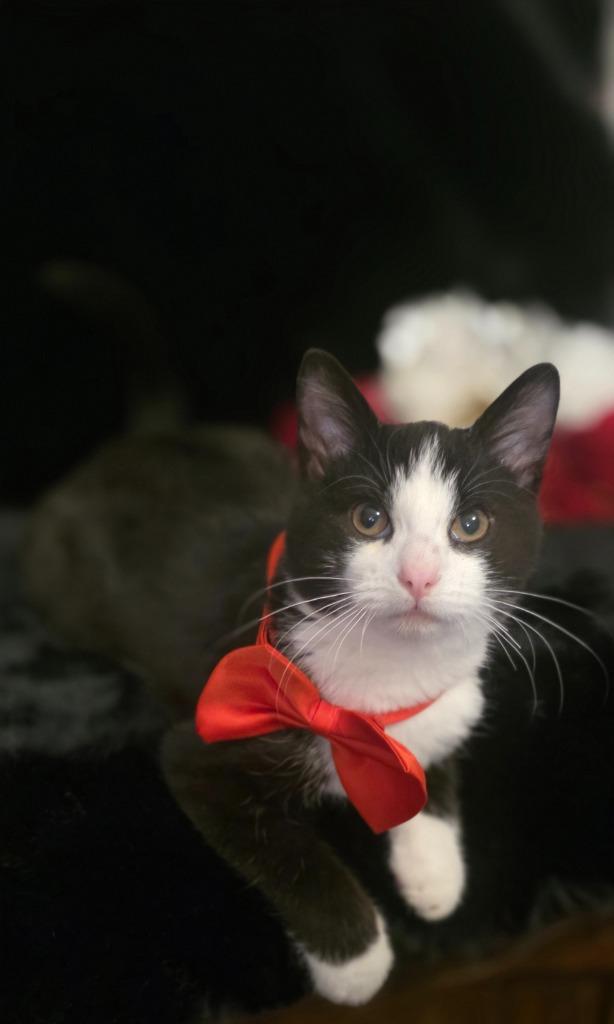 Ambrose, Adoptable, Kitten Male Domestic Short Hair.